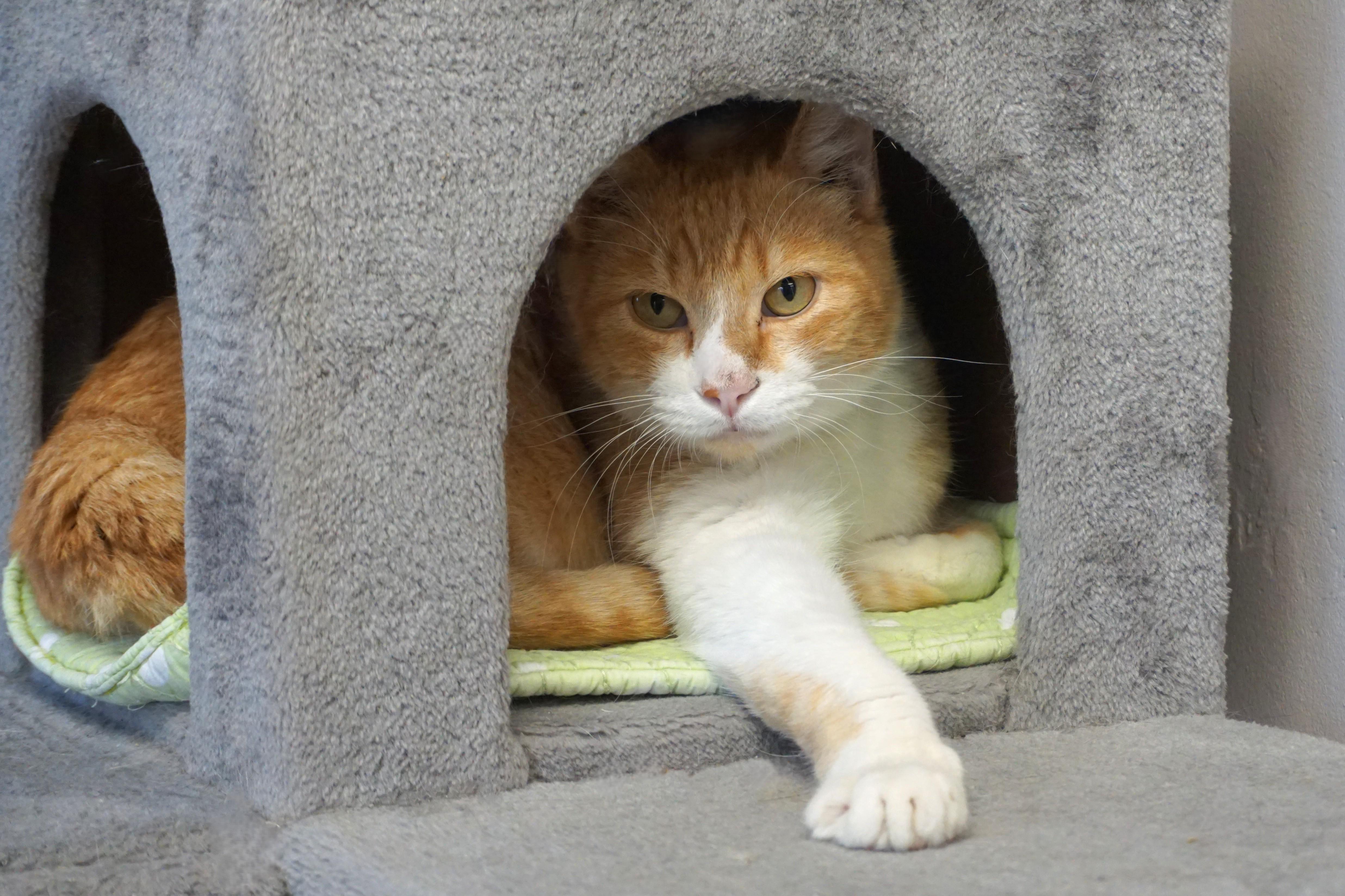 Duran Duran, a ADOPTABLE Domestic Short Hair in Fountain Hills, AZ image 3/4