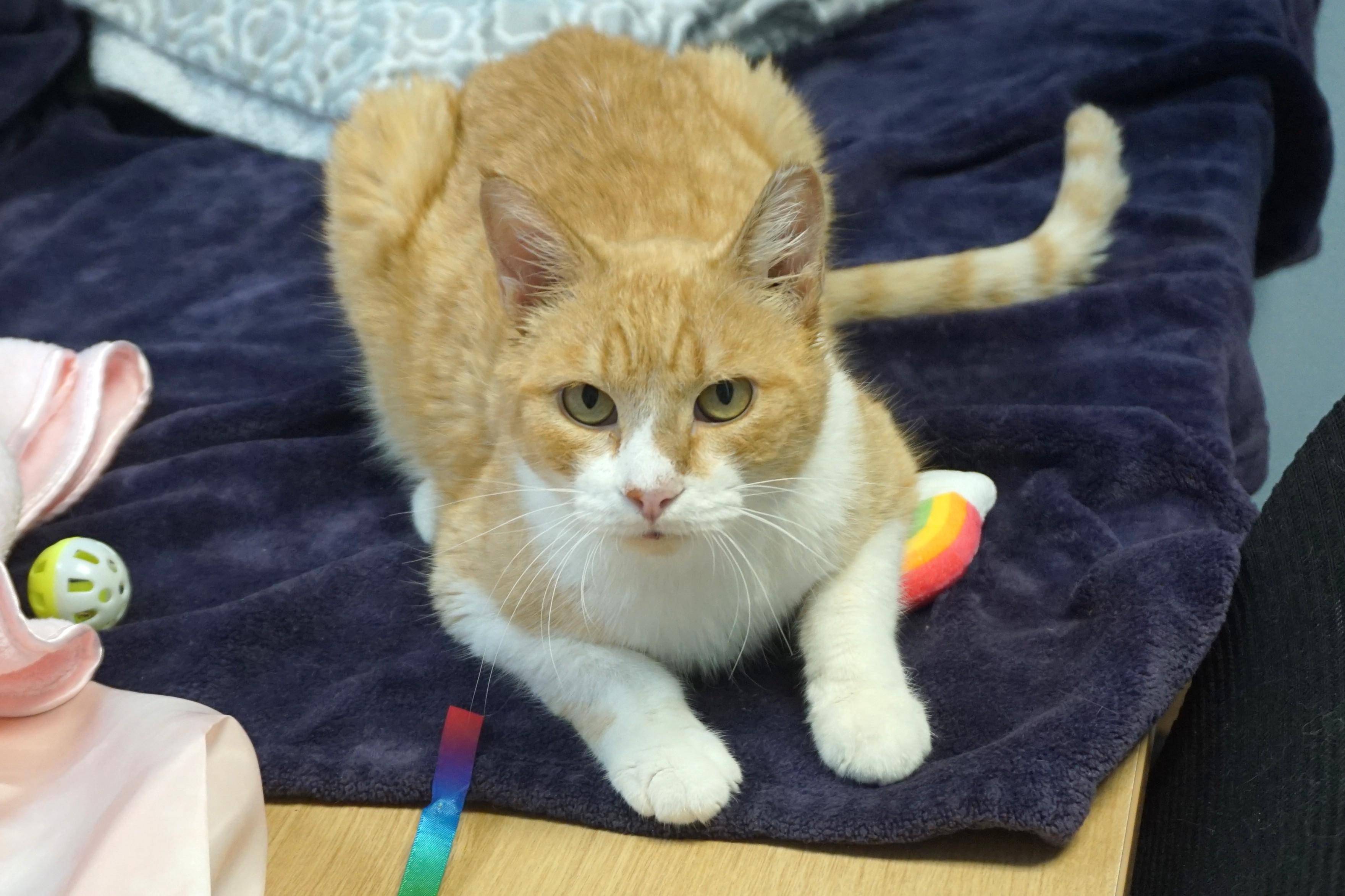 Duran Duran, a ADOPTABLE Domestic Short Hair in Fountain Hills, AZ image 4/4