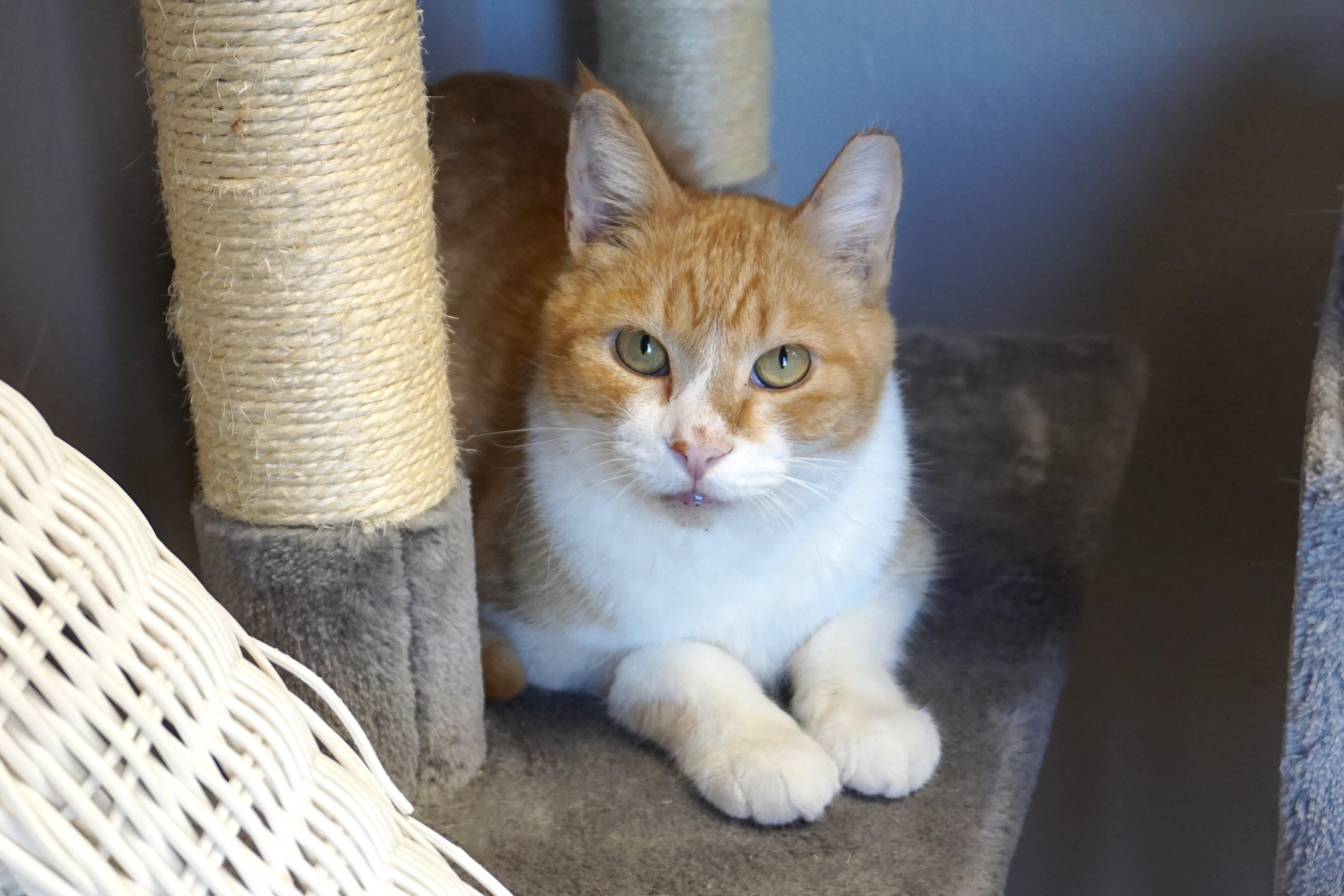 Duran Duran, ADOPTABLE, Adult Male Domestic Short Hair.