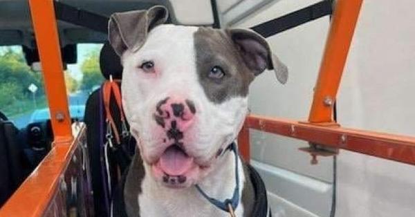 Zeus, Adoptable, Adult Male Pit Bull Terrier & Catahoula Leopard Dog.