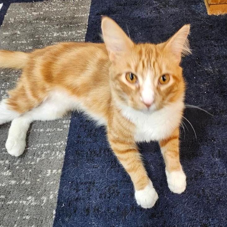 Frost — thumbnail 3