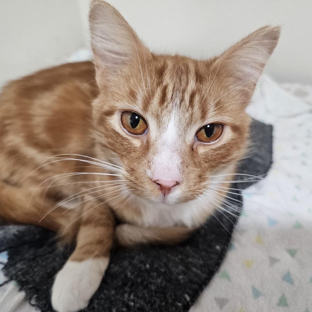 Frost — thumbnail 4