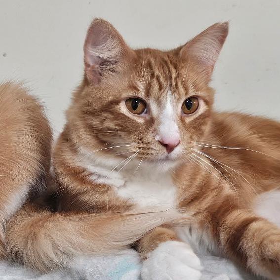 Frost — thumbnail 5