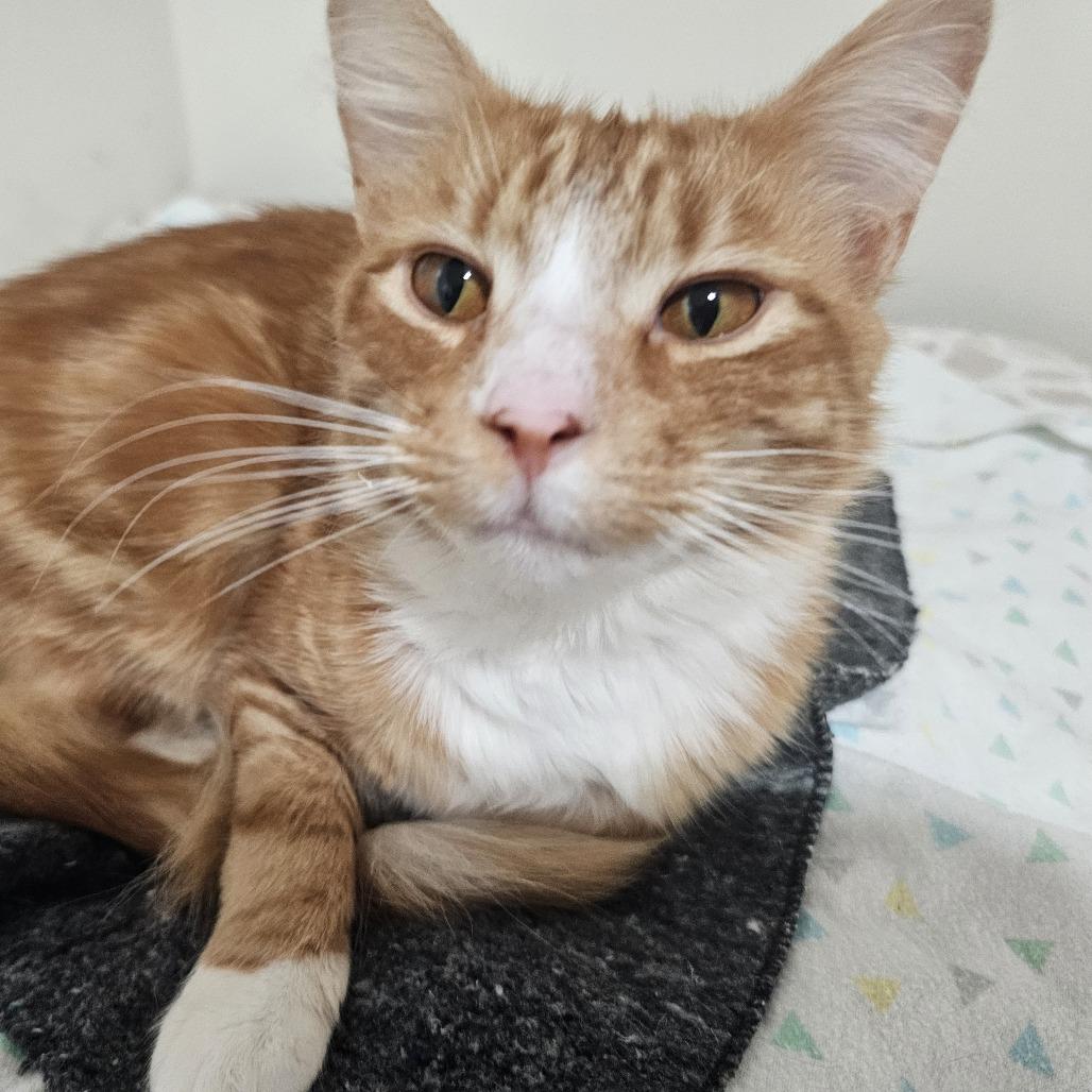 Frost — thumbnail 6