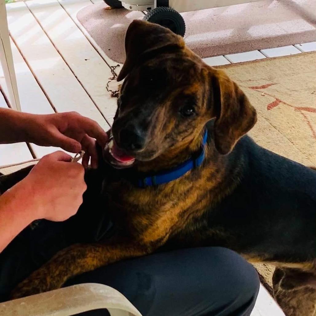 Theo * (Courtesy Listing), Adoptable, Adult Male Plott Hound.