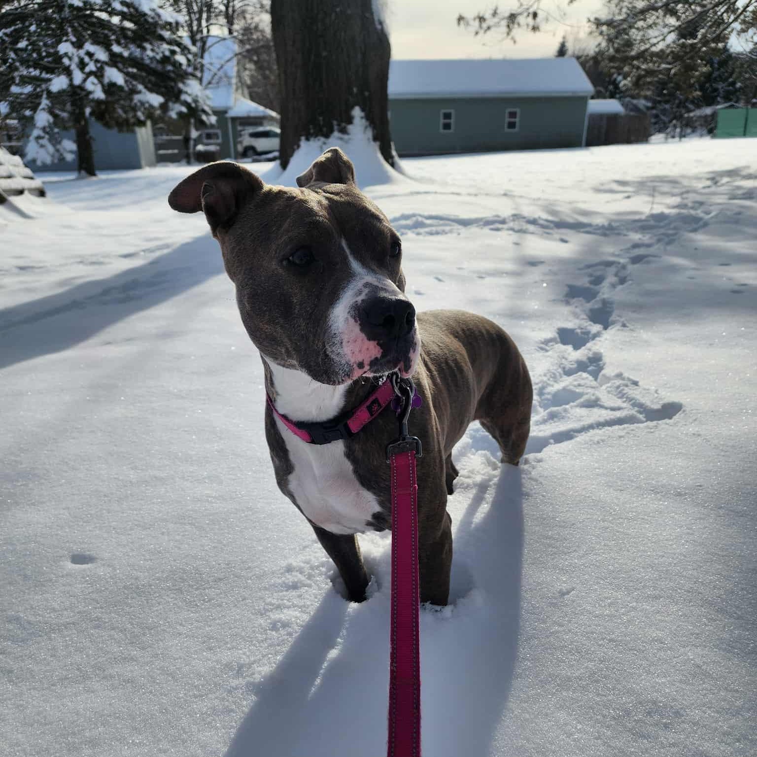 Enlarge Jezzabelle, a Adoptable Pit Bull Terrier in Schenectady, NY image 2/6