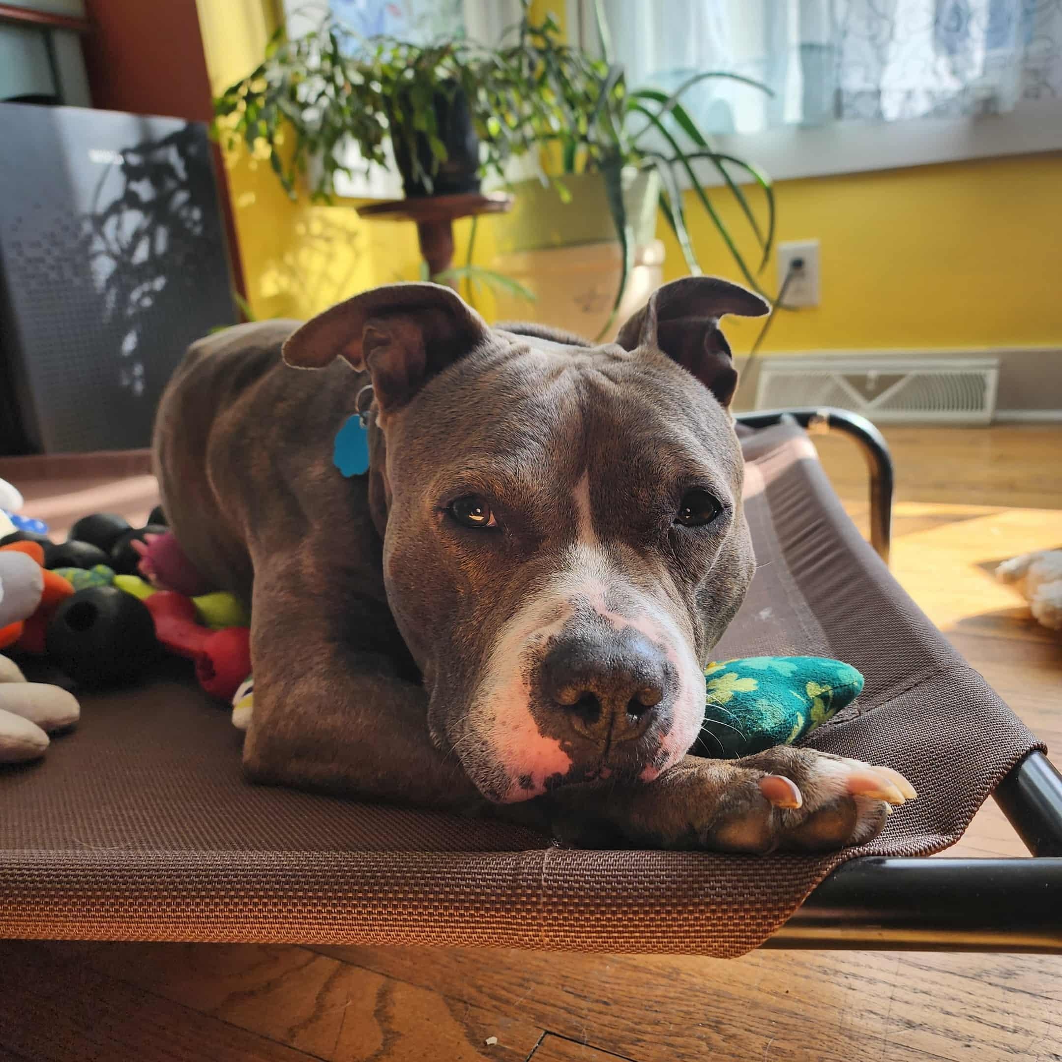 Enlarge Jezzabelle, a Adoptable Pit Bull Terrier in Schenectady, NY image 1/6