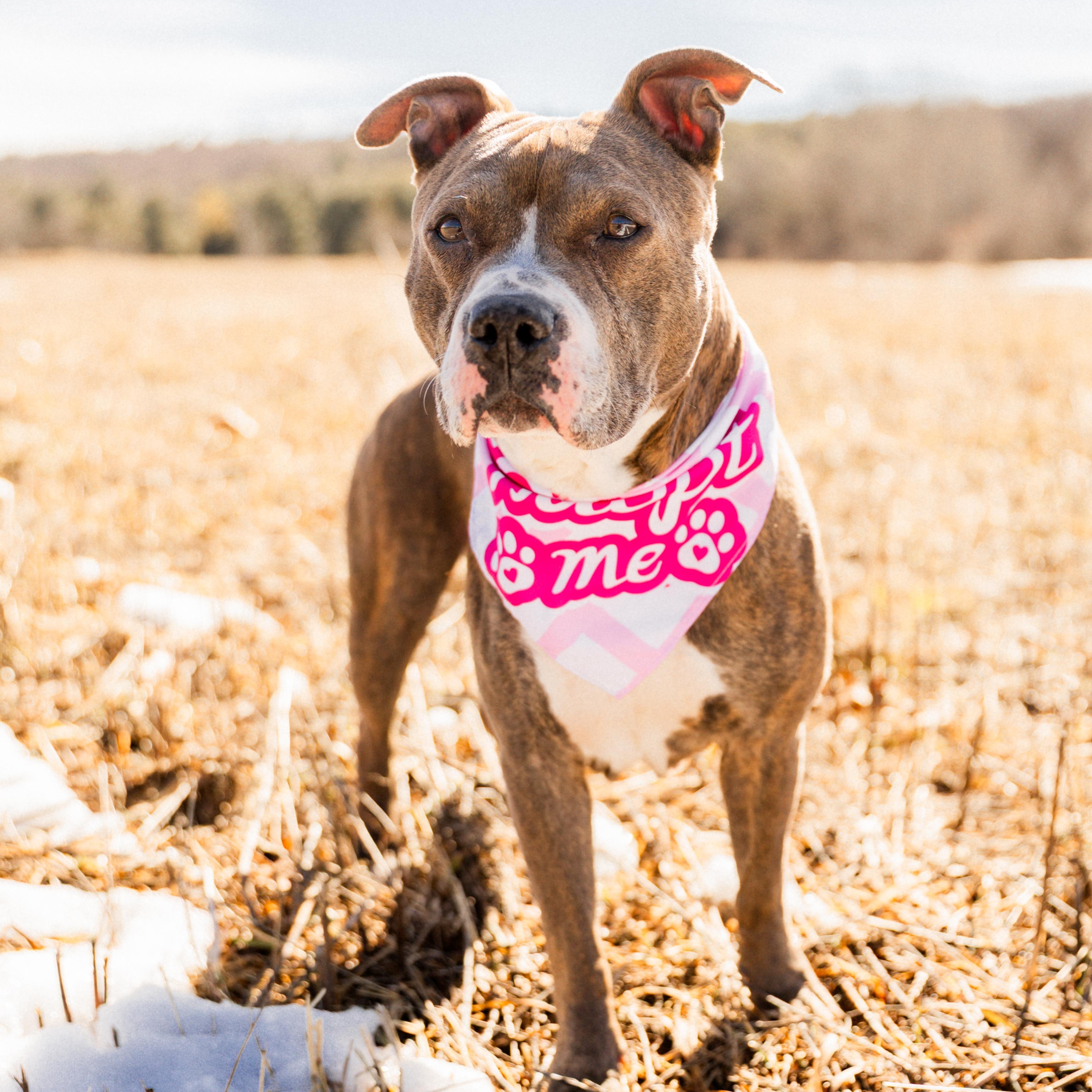 Enlarge Jezzabelle, a Adoptable Pit Bull Terrier in Schenectady, NY image 2/6