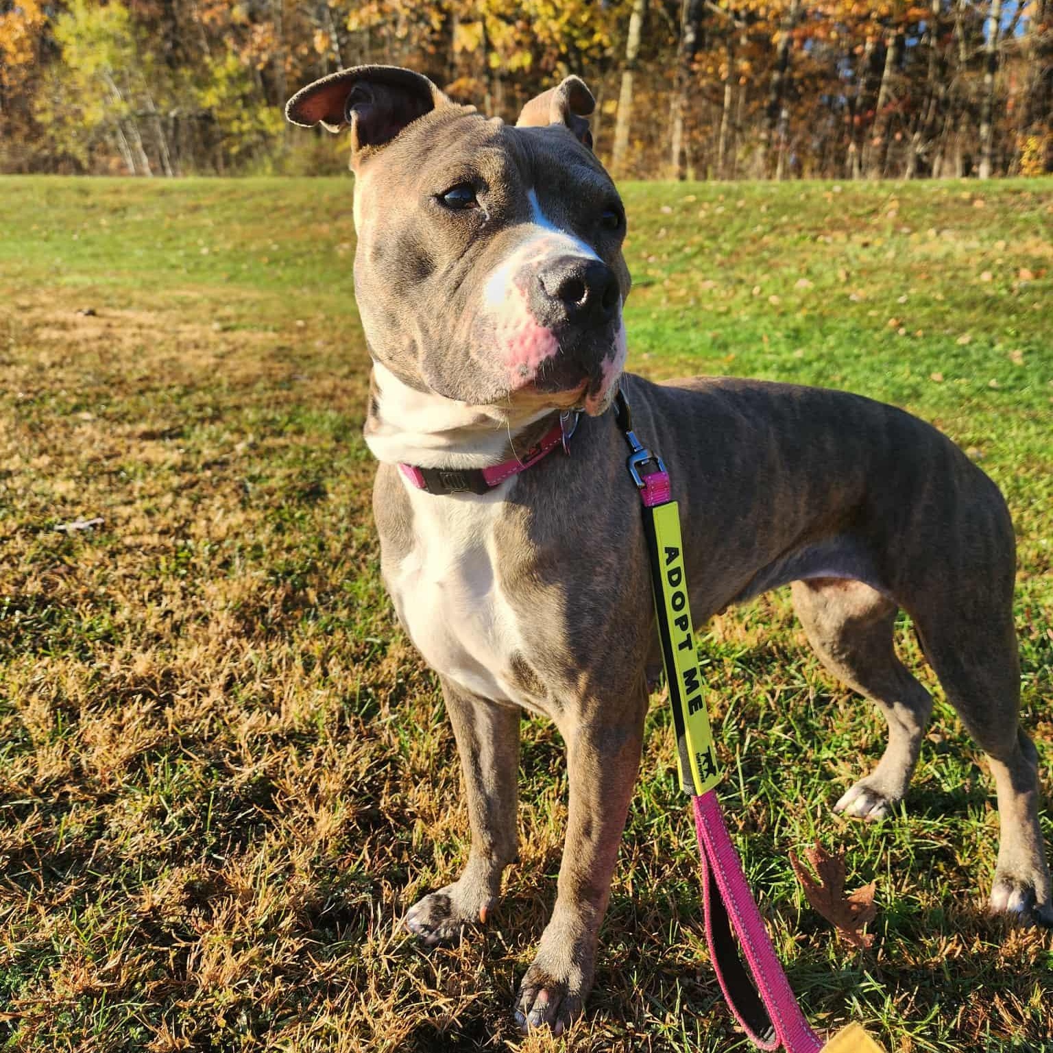Jezzabelle, Adoptable, Adult Female Pit Bull Terrier.