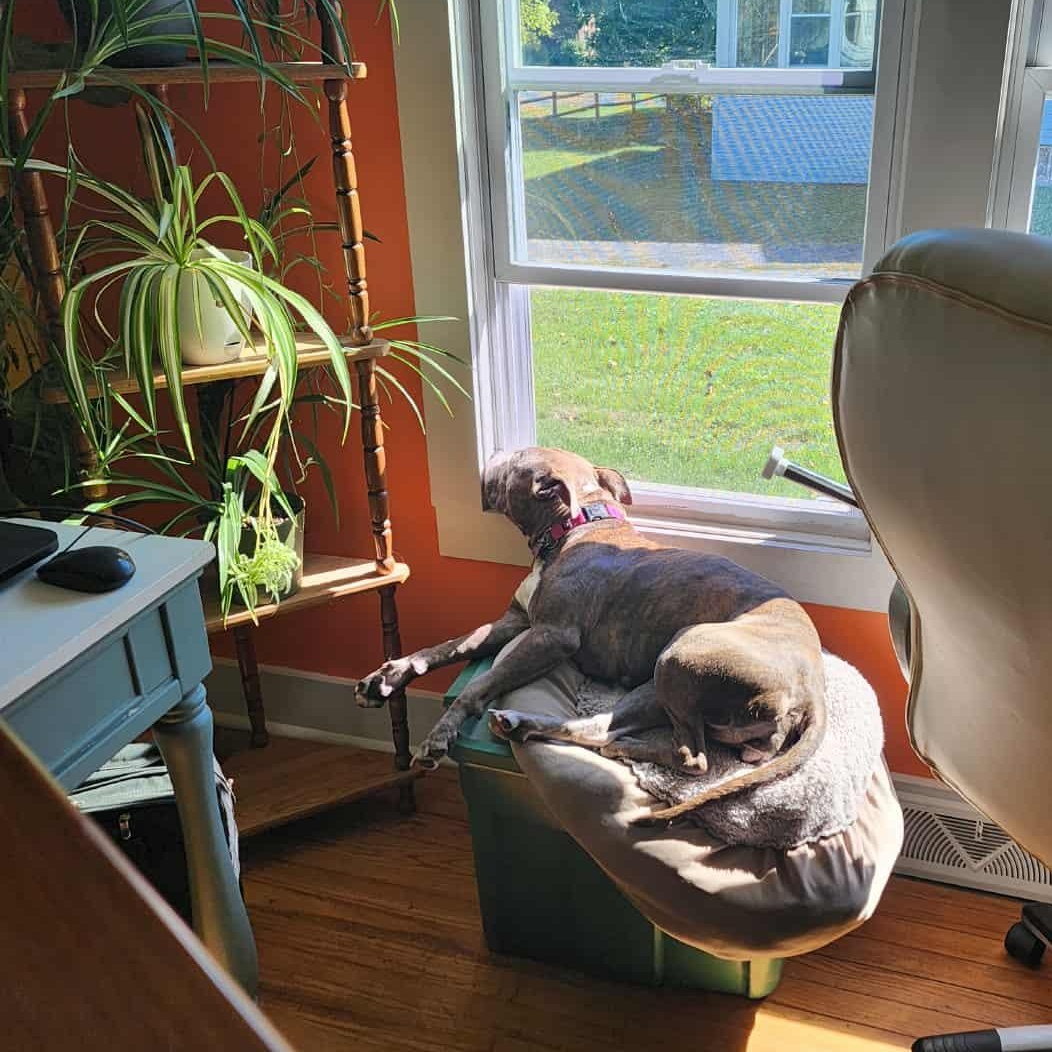 Enlarge Jezzabelle, a Adoptable Pit Bull Terrier in Schenectady, NY image 6/6