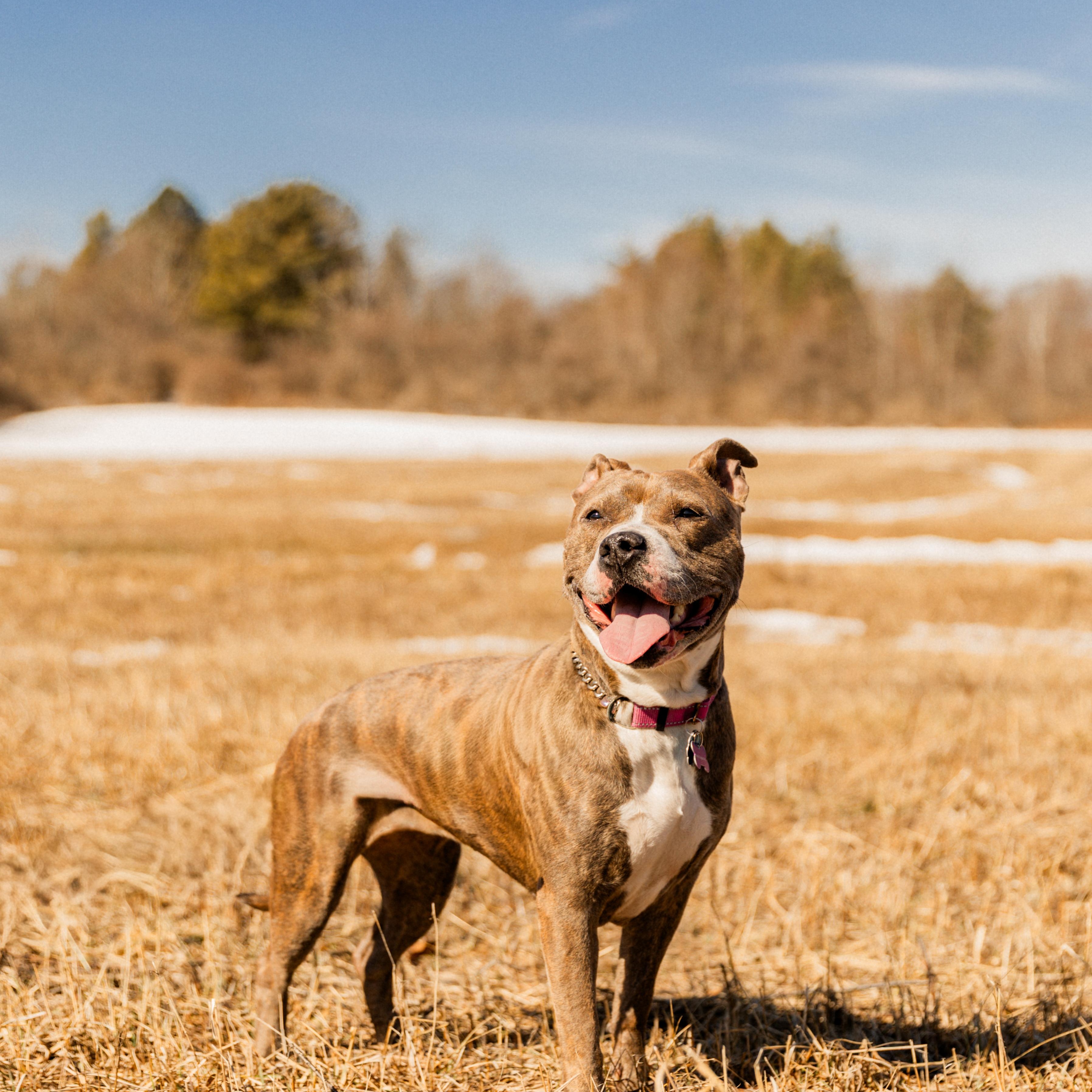 Enlarge Jezzabelle, a Adoptable Pit Bull Terrier in Schenectady, NY image 3/6