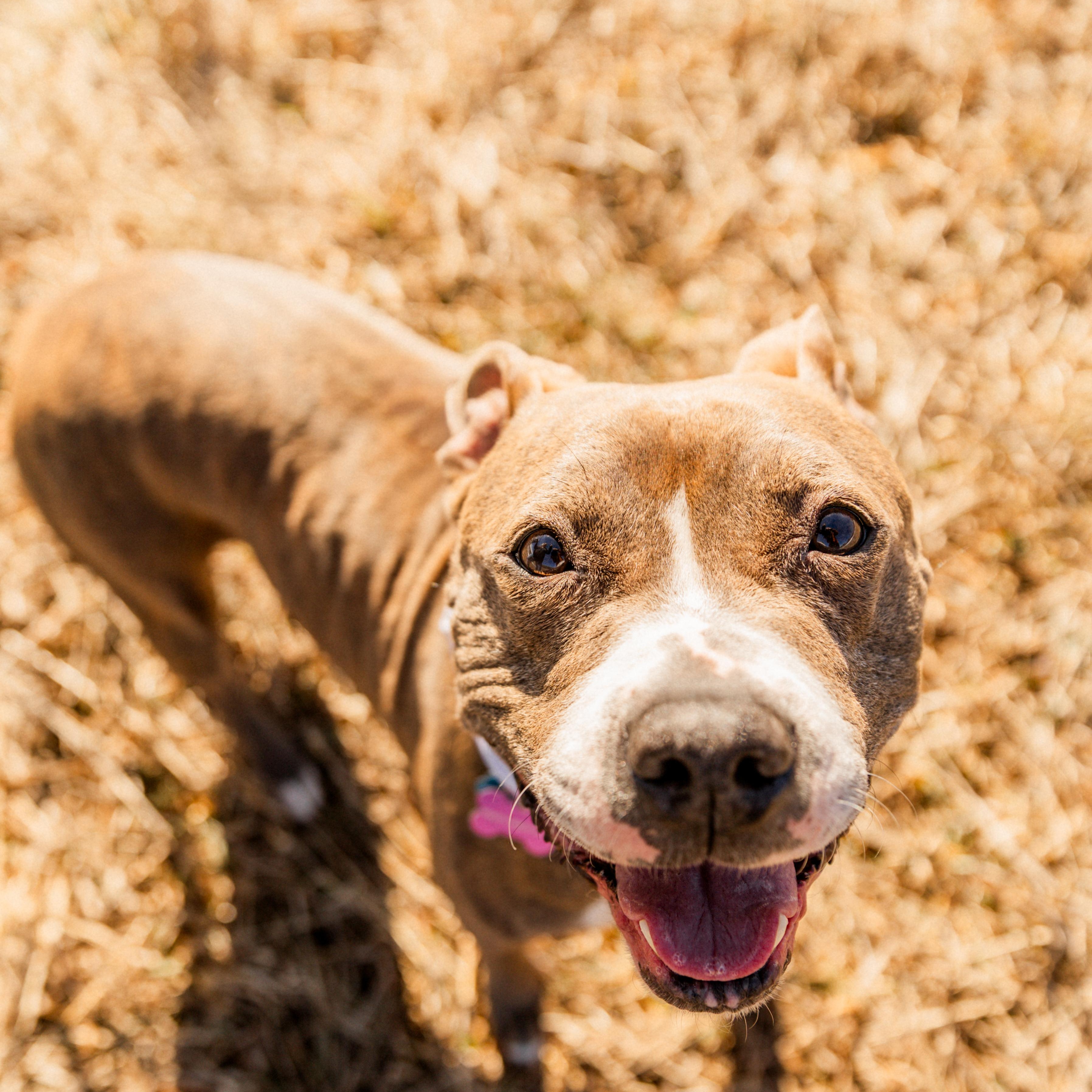 Enlarge Jezzabelle, a Adoptable Pit Bull Terrier in Schenectady, NY image 1/6