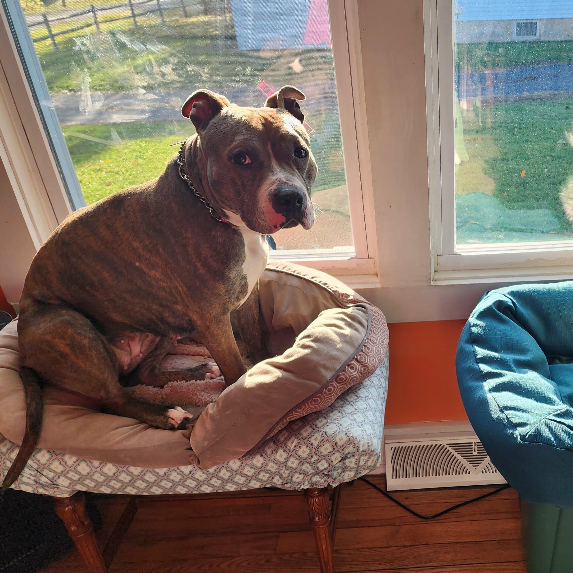 Enlarge Jezzabelle, a Adoptable Pit Bull Terrier in Schenectady, NY image 2/6