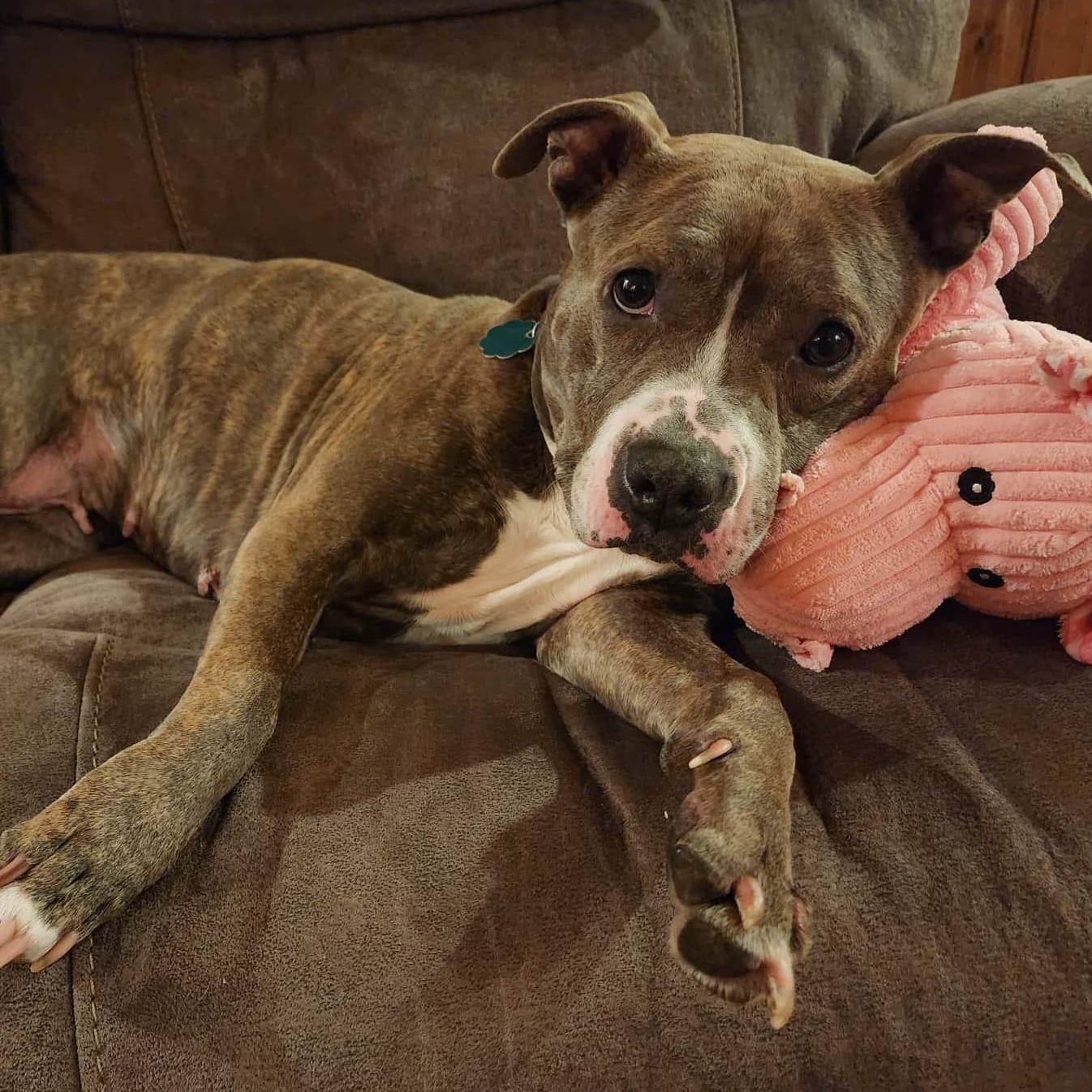 Jezzabelle, Adoptable, Adult Female Pit Bull Terrier.