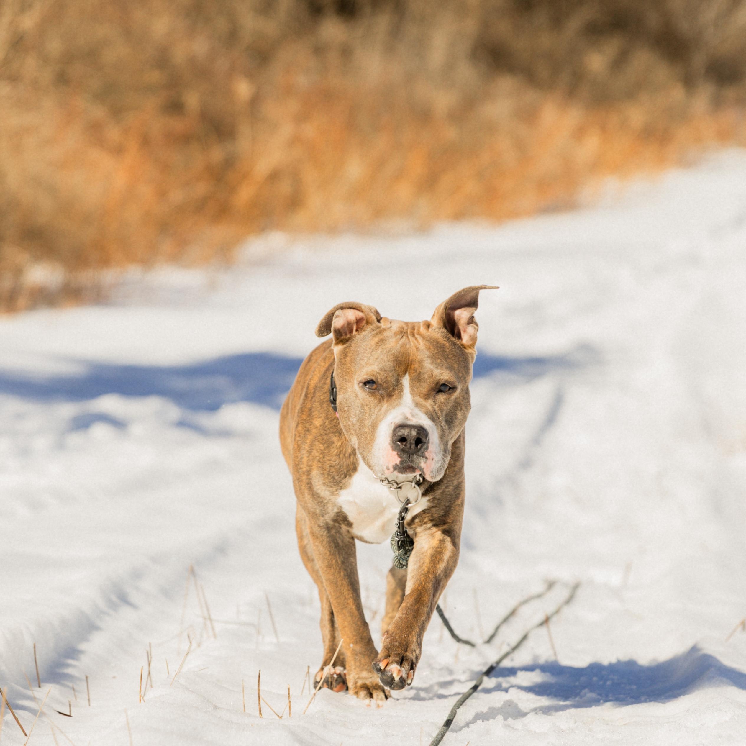 Enlarge Jezzabelle, a Adoptable Pit Bull Terrier in Schenectady, NY image 4/6
