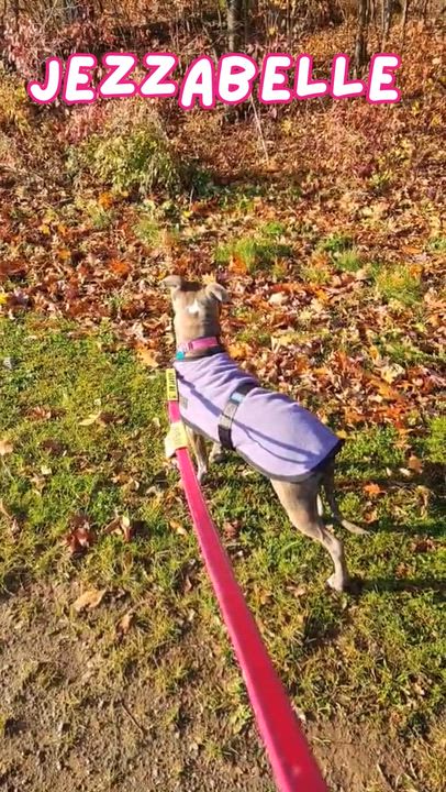 Enlarge Jezzabelle, a Adoptable Pit Bull Terrier in Schenectady, NY video 4/6