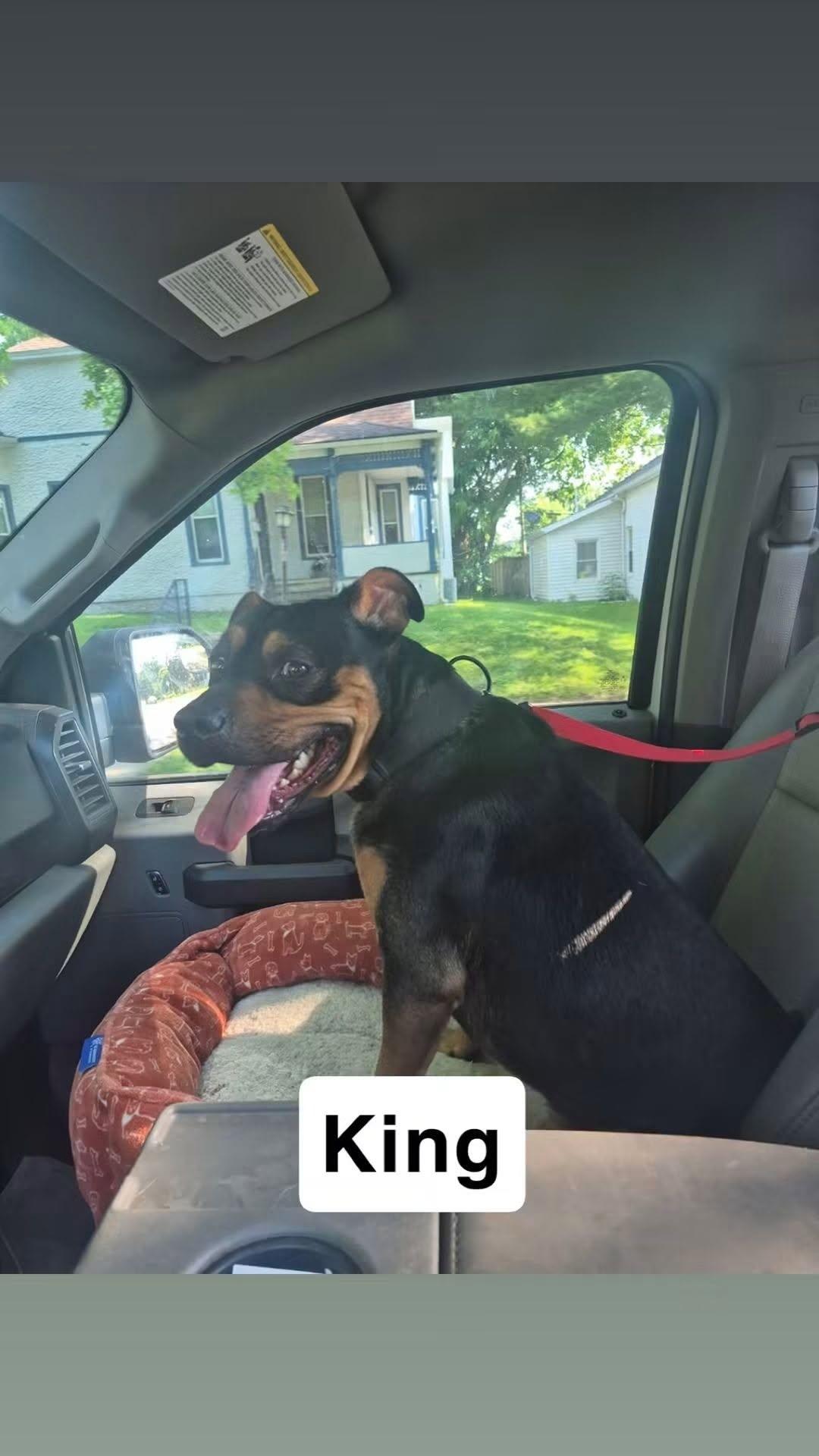 King, Adoptable, Adult Male Rottweiler & Pit Bull Terrier.