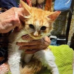 Fluff, Adoptable, Young Male Domestic Medium Hair.