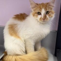 Enlarge Fluff, a Adoptable Domestic Medium Hair in Boston, MA image 2/2