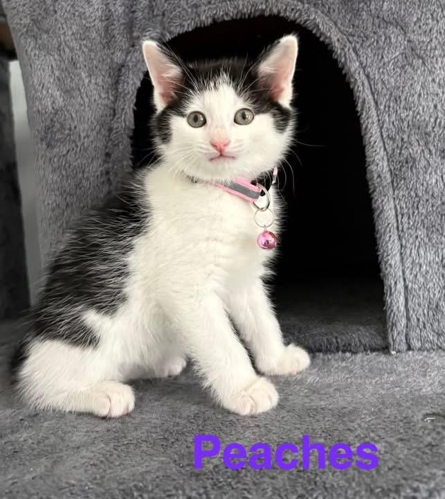 Peach, Adoptable, Kitten Female Domestic Short Hair.
