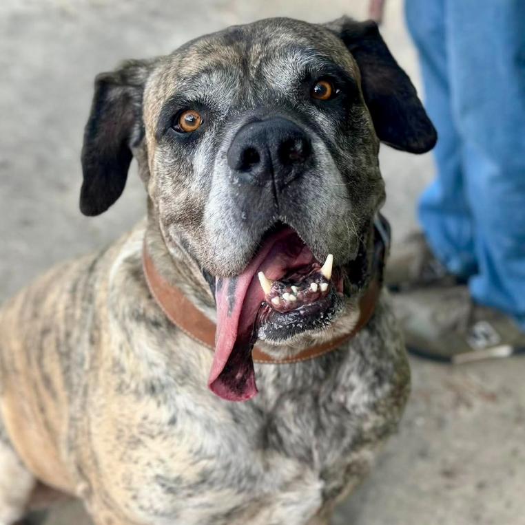 Kazak, ADOPTABLE, Adult Male Mastiff.