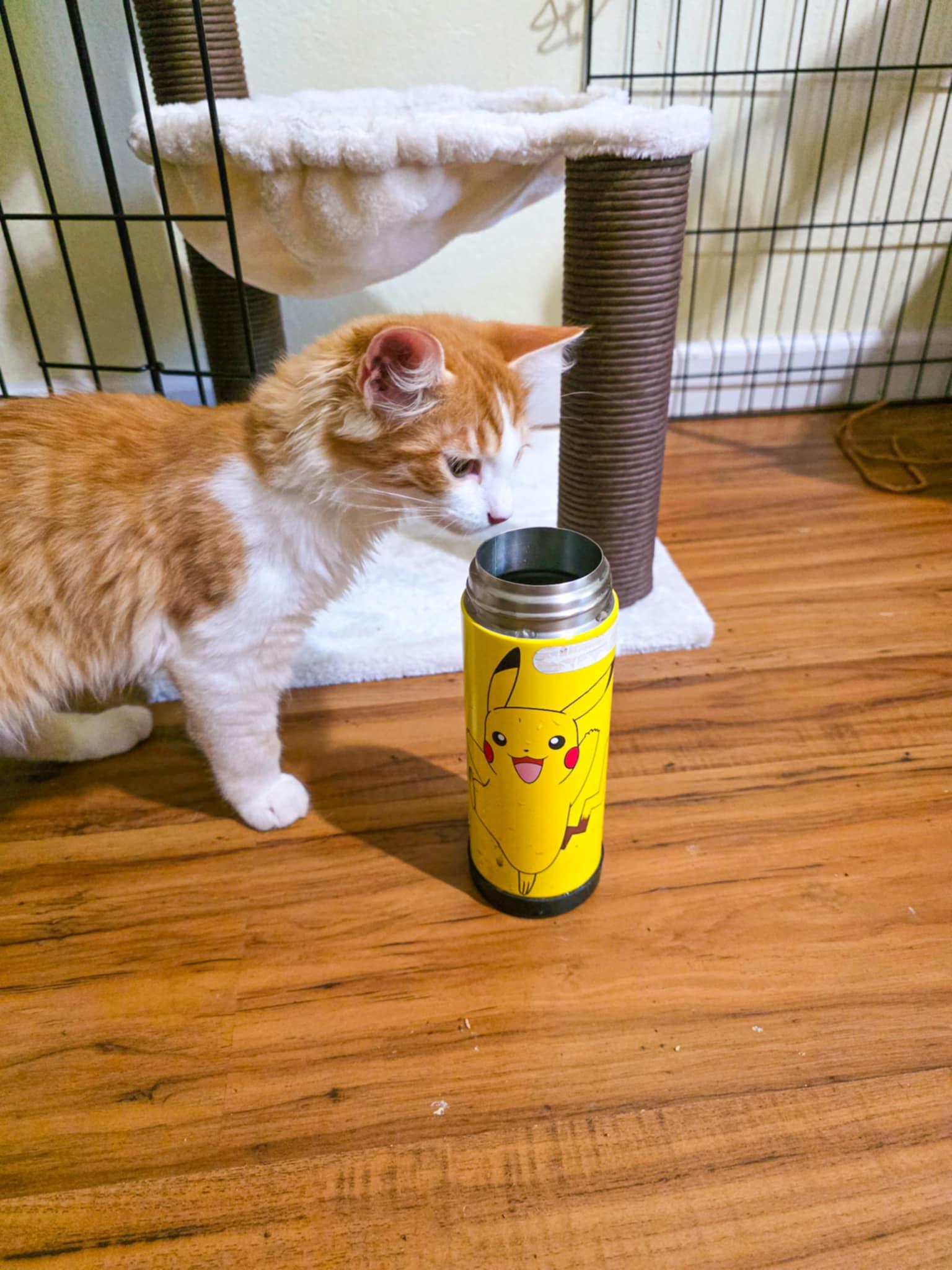 Enlarge Steve, a Adopted Domestic Long Hair in Grass Valley, CA image 2/5