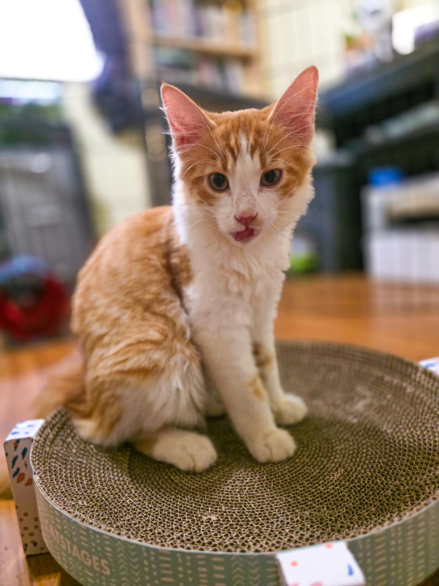 Steve, Adopted, Young Male Domestic Long Hair.