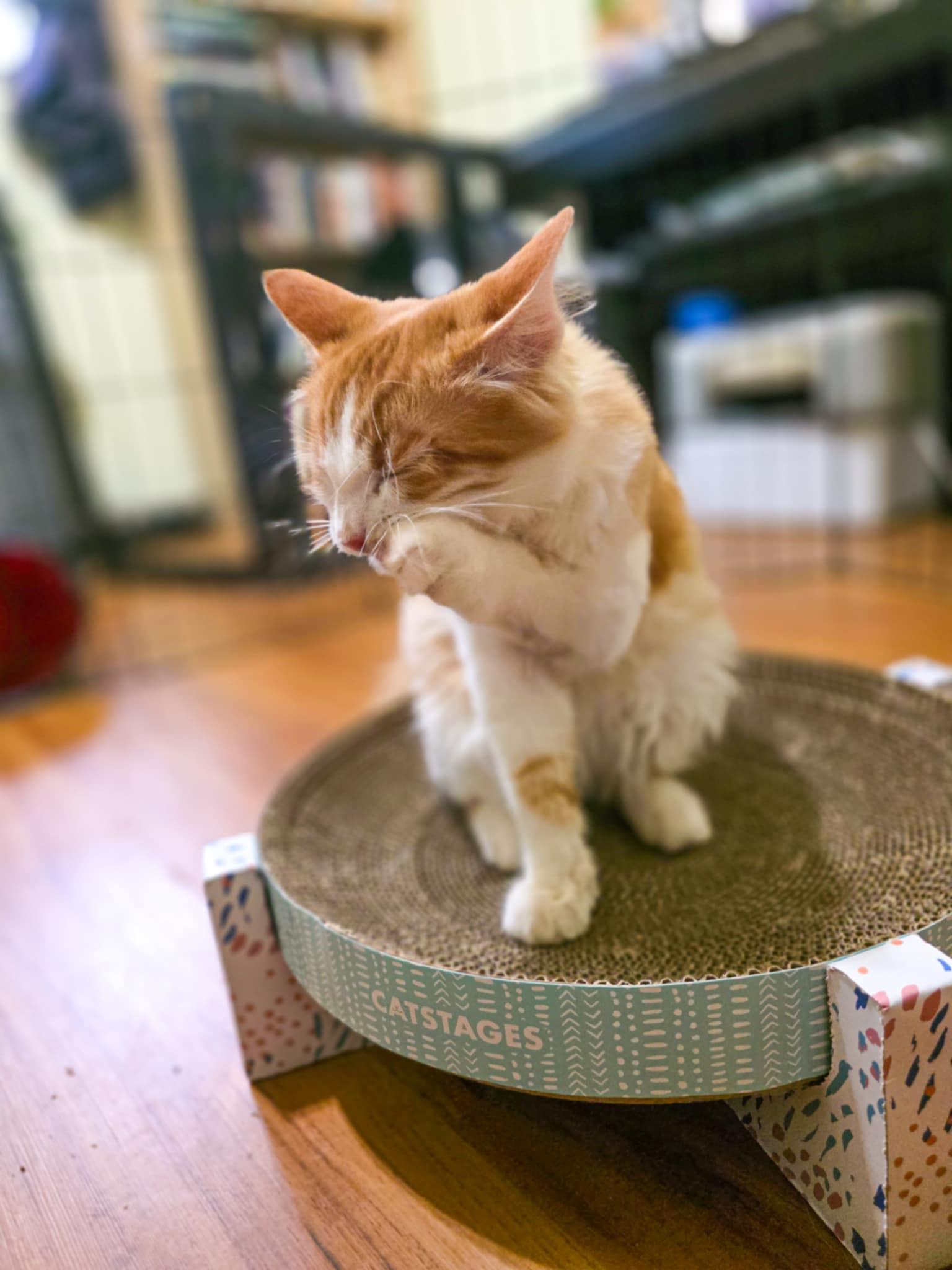 Enlarge Steve, a Adopted Domestic Long Hair in Grass Valley, CA image 5/5