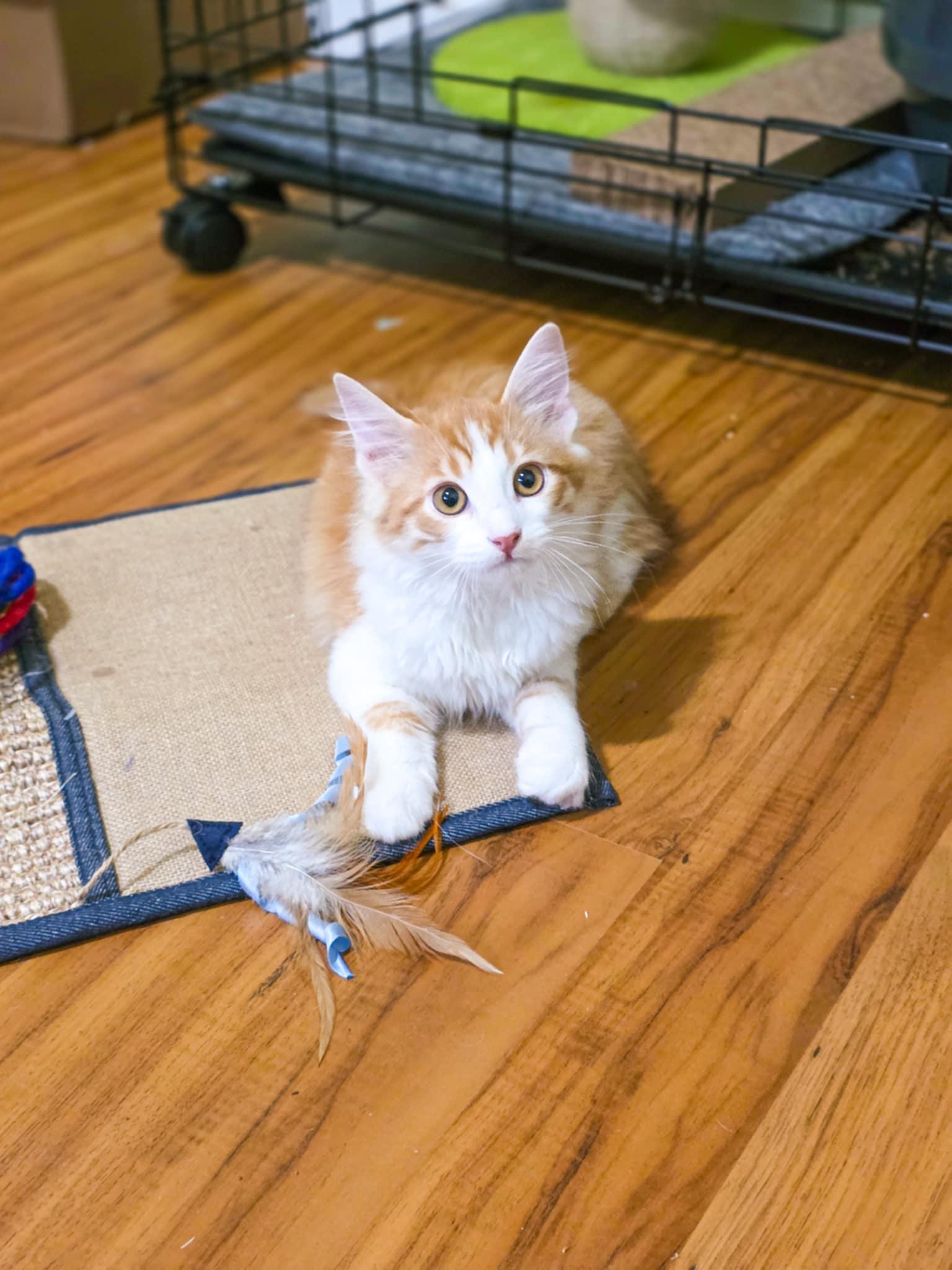 Enlarge Steve, a Adopted Domestic Long Hair in Grass Valley, CA image 3/5