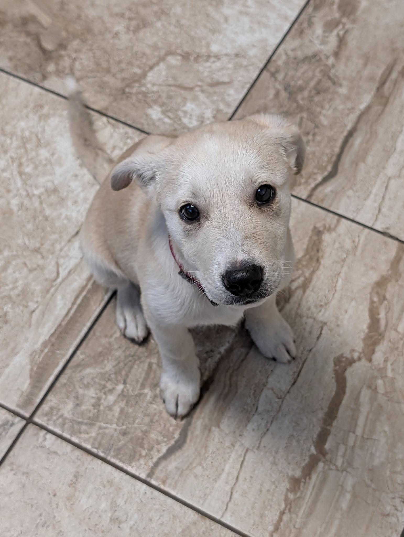 Enlarge Morgan, a Adoptable mixed breed in Pflugerville, TX image 5/5