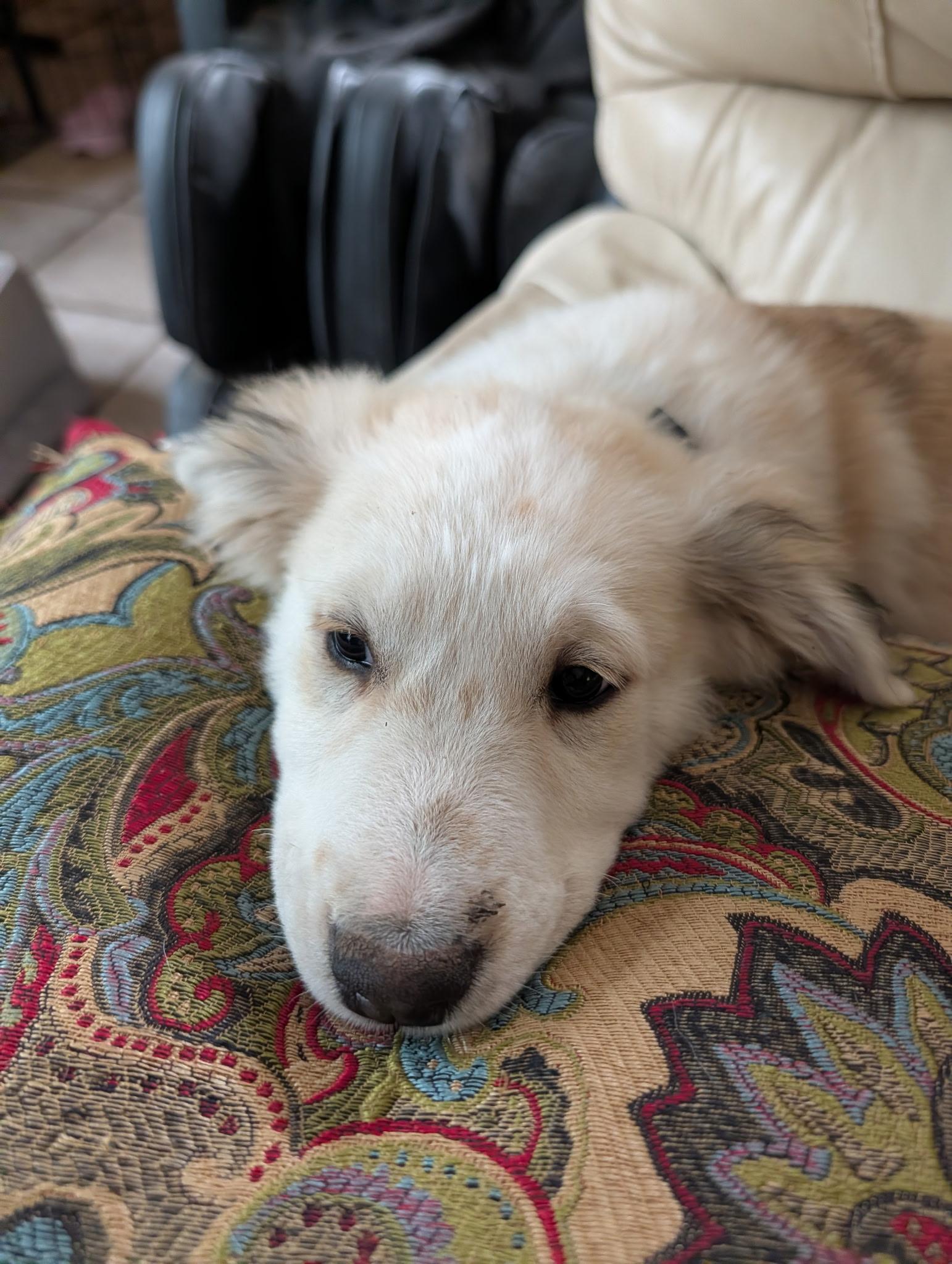 Enlarge Morgan, a Adoptable mixed breed in Pflugerville, TX image 3/5