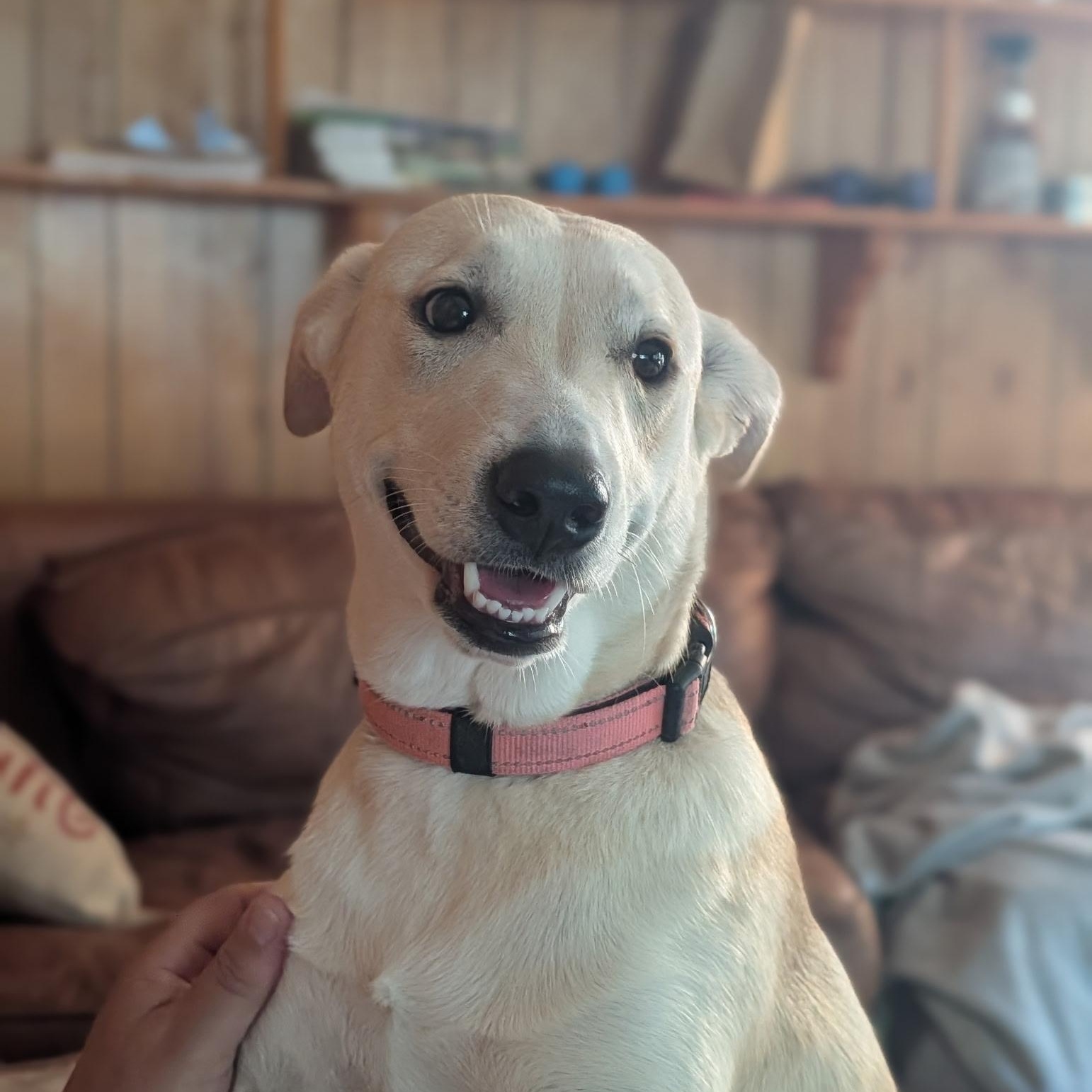 Morgan, Adoptable, Young Female Golden Retriever & Husky.