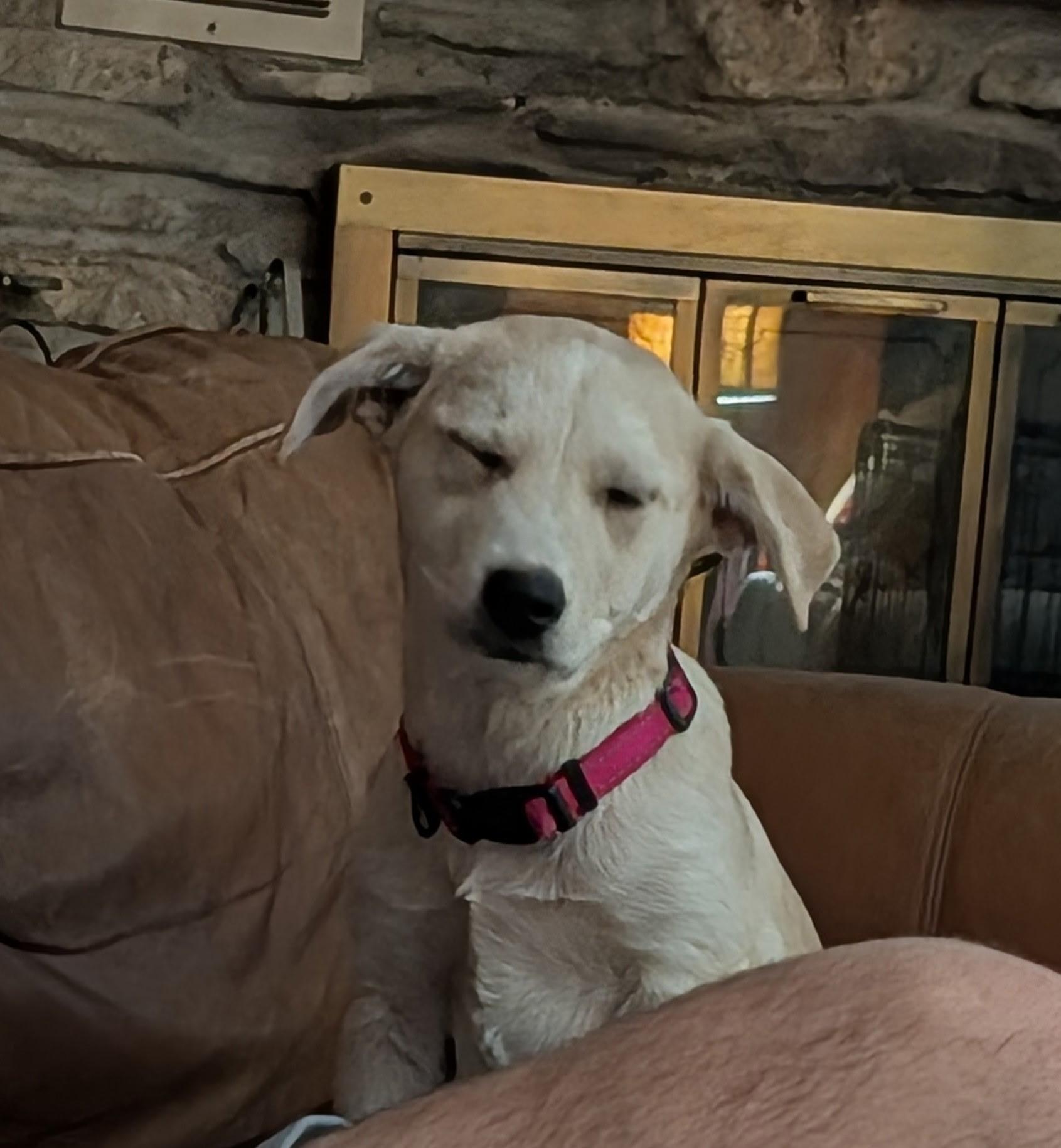 Enlarge Morgan, a Adoptable mixed breed in Pflugerville, TX image 2/5