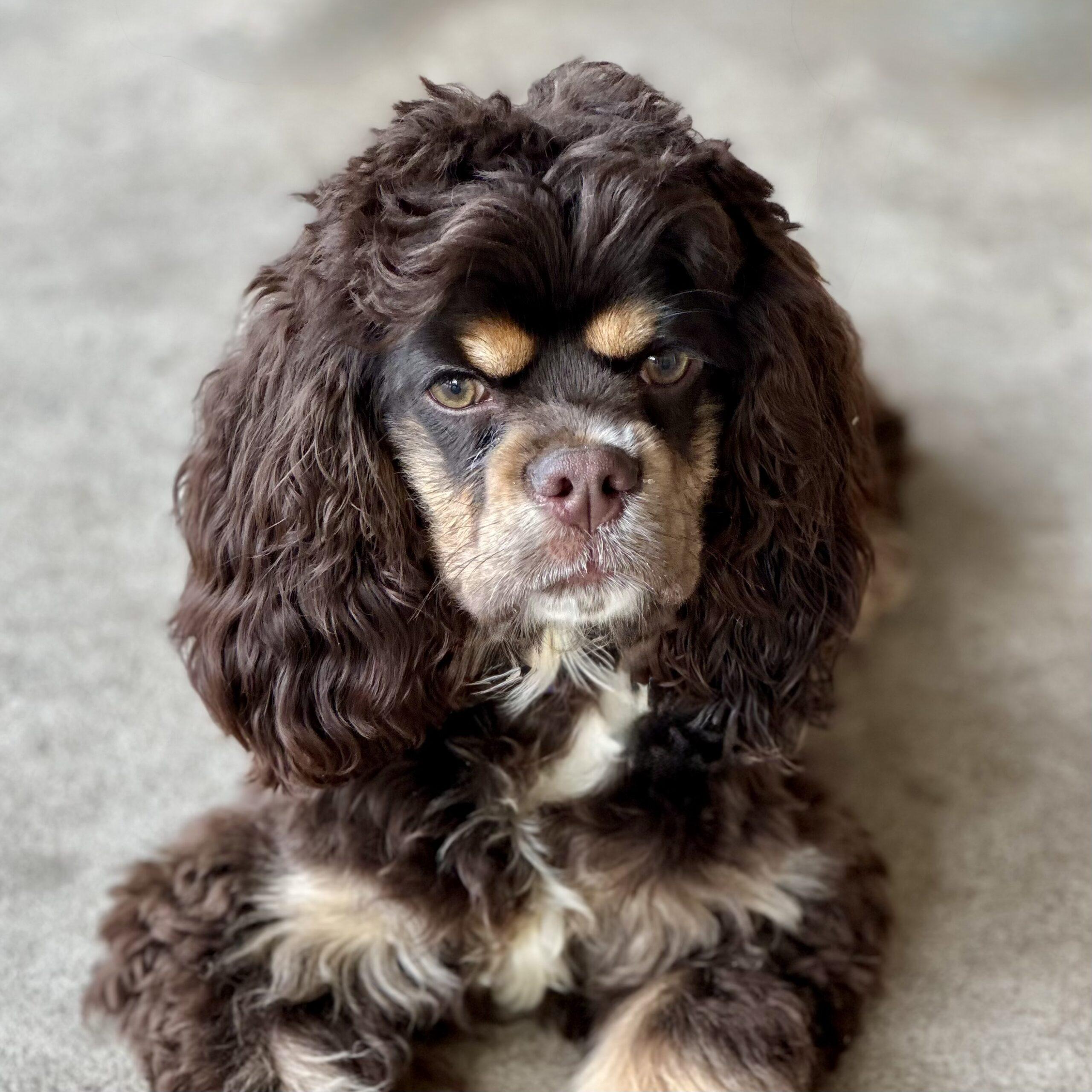 Jared McCain, Adoptable, Puppy Male Cocker Spaniel.