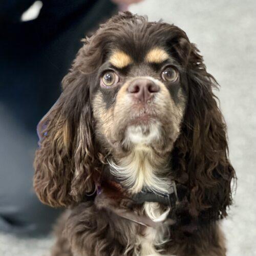 Jared McCain, a Adoptable Cocker Spaniel in Broken Arrow, OK image 1/4