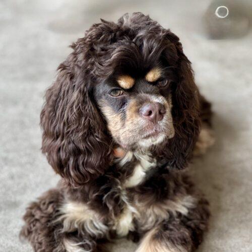 Jared McCain, a Adoptable Cocker Spaniel in Broken Arrow, OK image 3/4