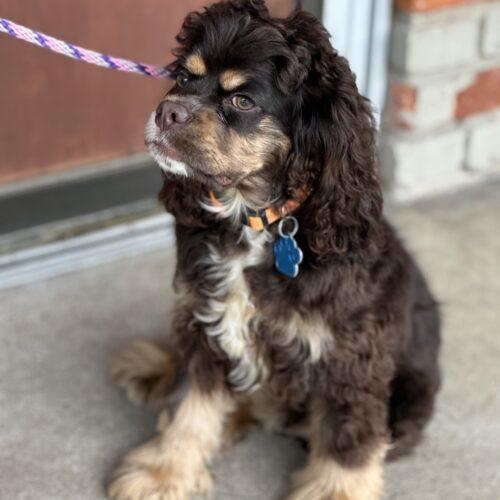 Jared McCain, a Adoptable Cocker Spaniel in Broken Arrow, OK image 4/4