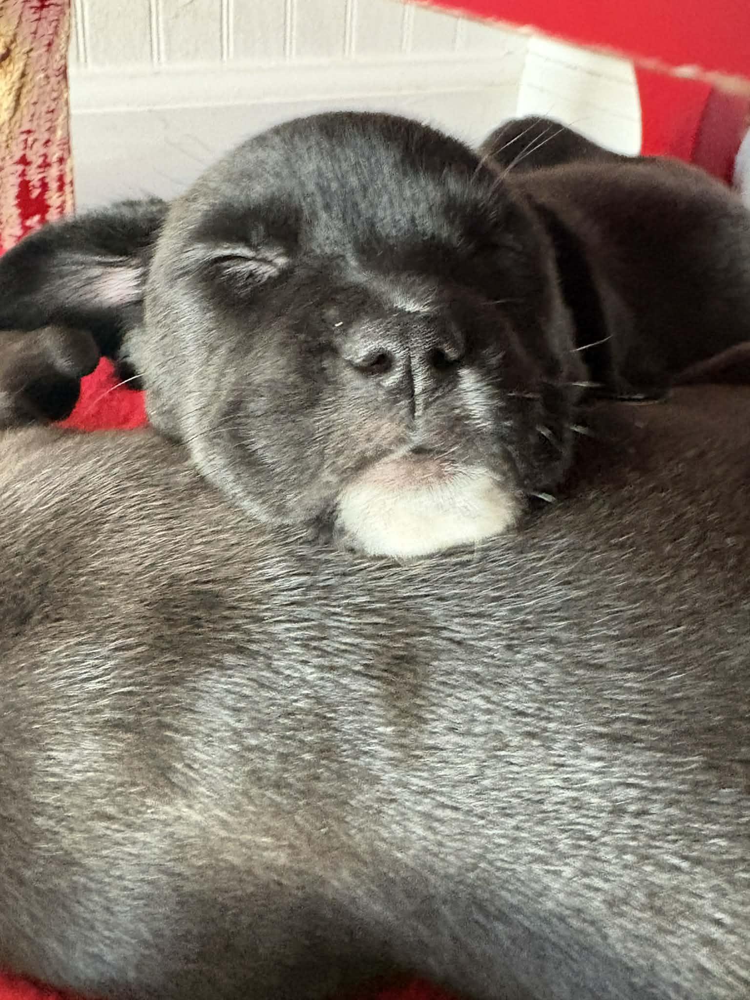 Hazel, a Adoptable mixed breed in O'Fallon, MO image 4/5