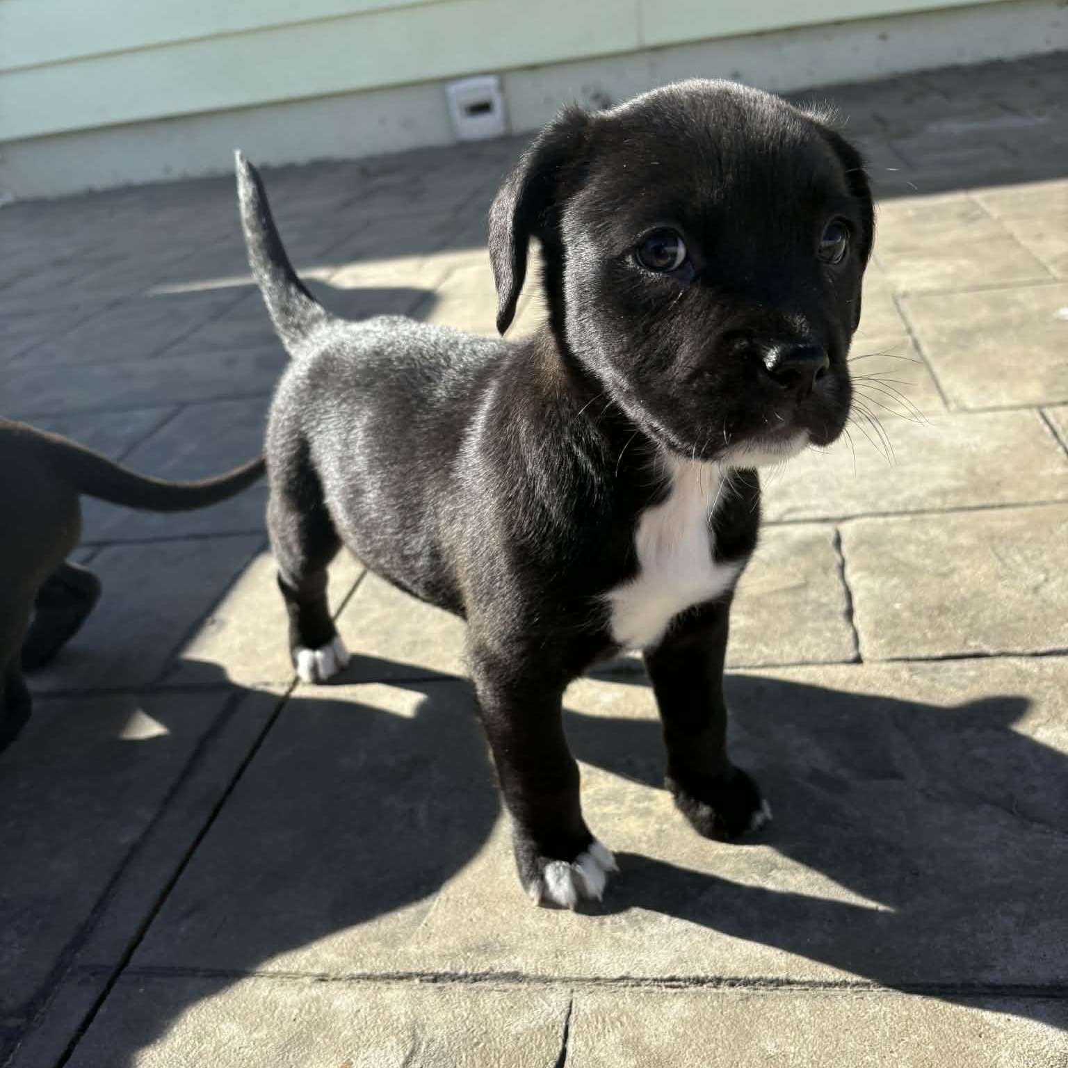 Hazel, Adoptable, Puppy Female Labrador Retriever & Pit Bull Terrier.