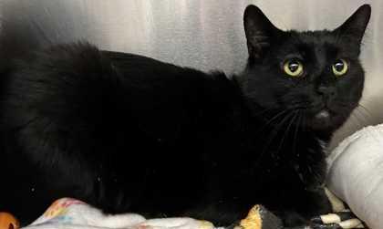 Charlie, Adoptable, Adult Male Domestic Short Hair & Domestic Short Hair.