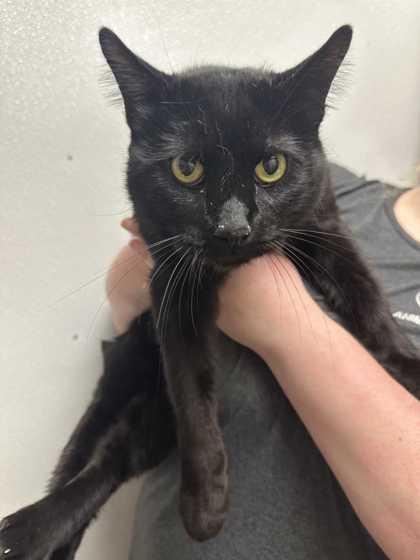 Charlie, a Adoptable mixed breed in New Albany, IN image 2/3