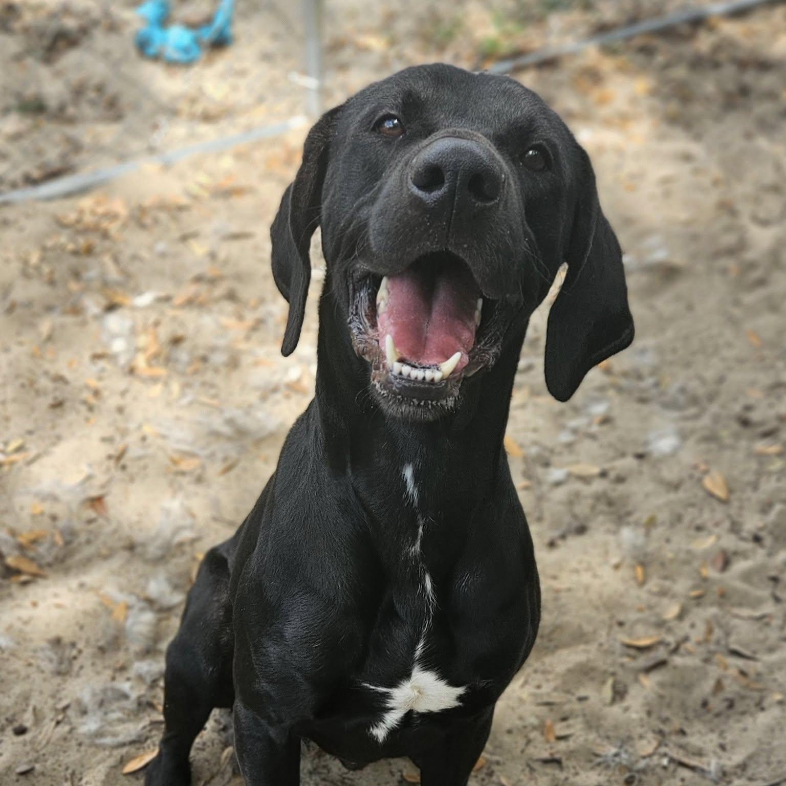 Picasso, Adopted, Adult Male Black Labrador Retriever.