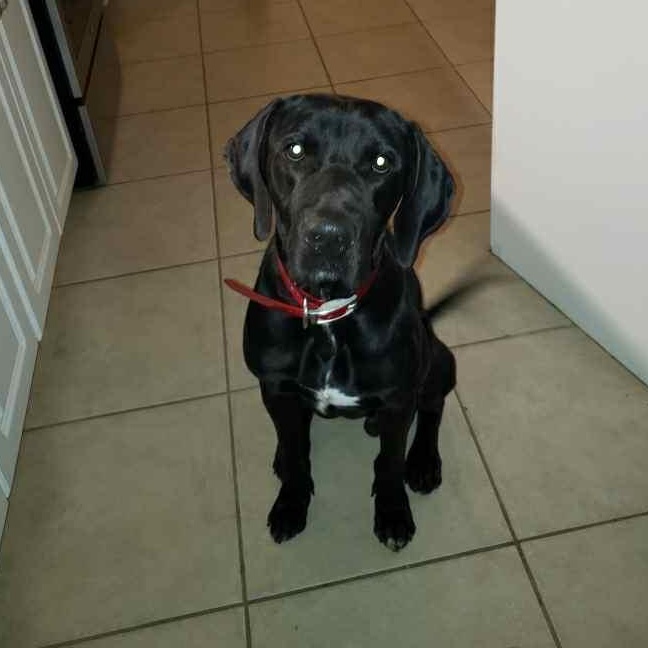 Enlarge Picasso, a Adopted Black Labrador Retriever in Lake Placid, FL image 2/3