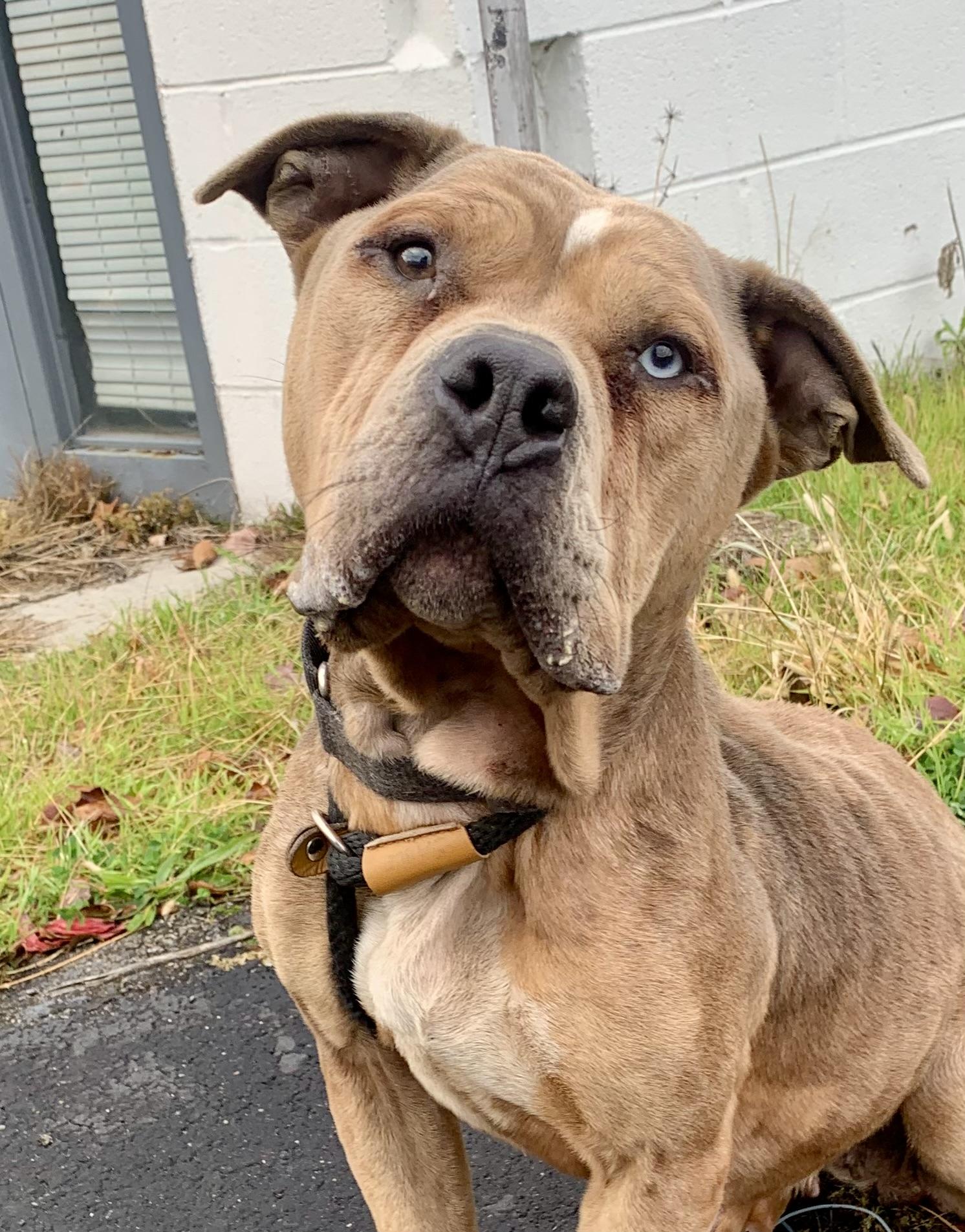 Enlarge Willow, a Adoptable mixed breed in McKeesport, PA image 1/6