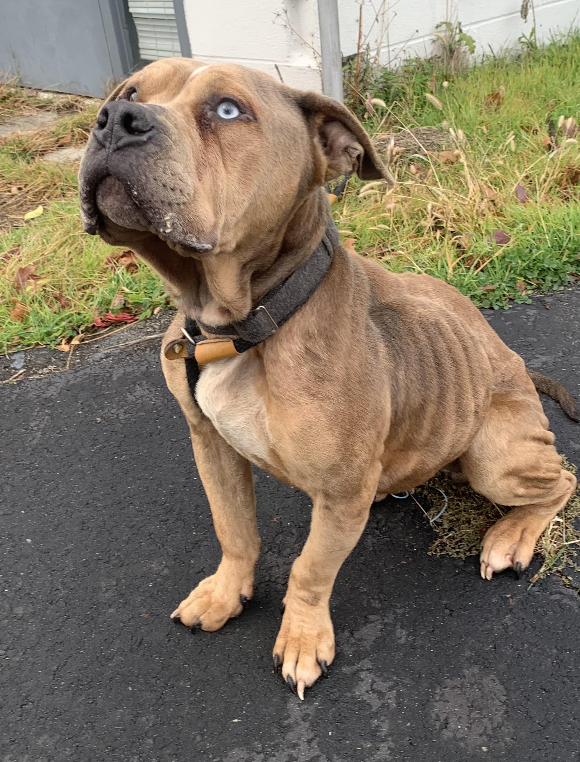 Enlarge Willow, a Adoptable mixed breed in McKeesport, PA image 2/6