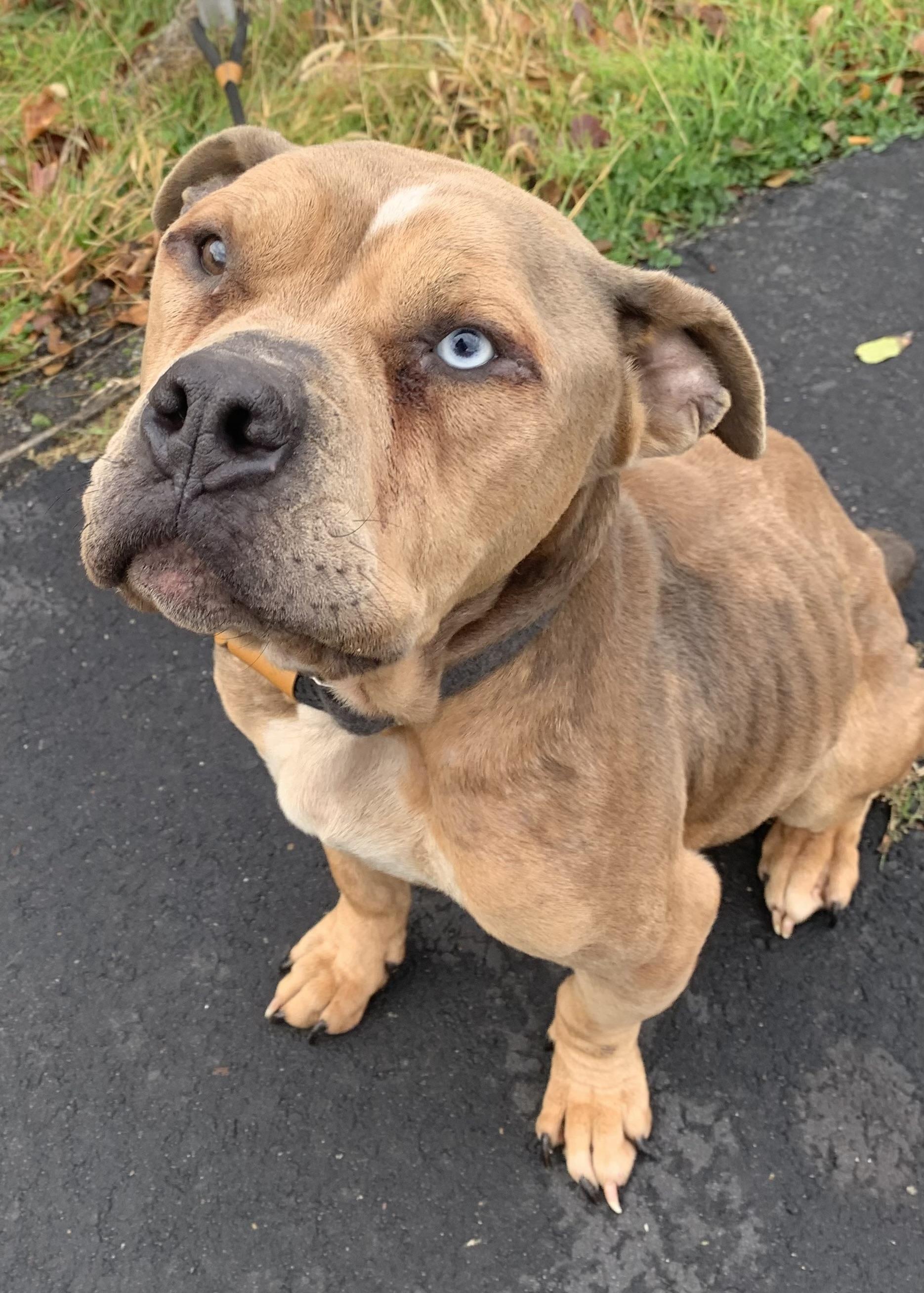 Enlarge Willow, a Adoptable mixed breed in McKeesport, PA image 3/6