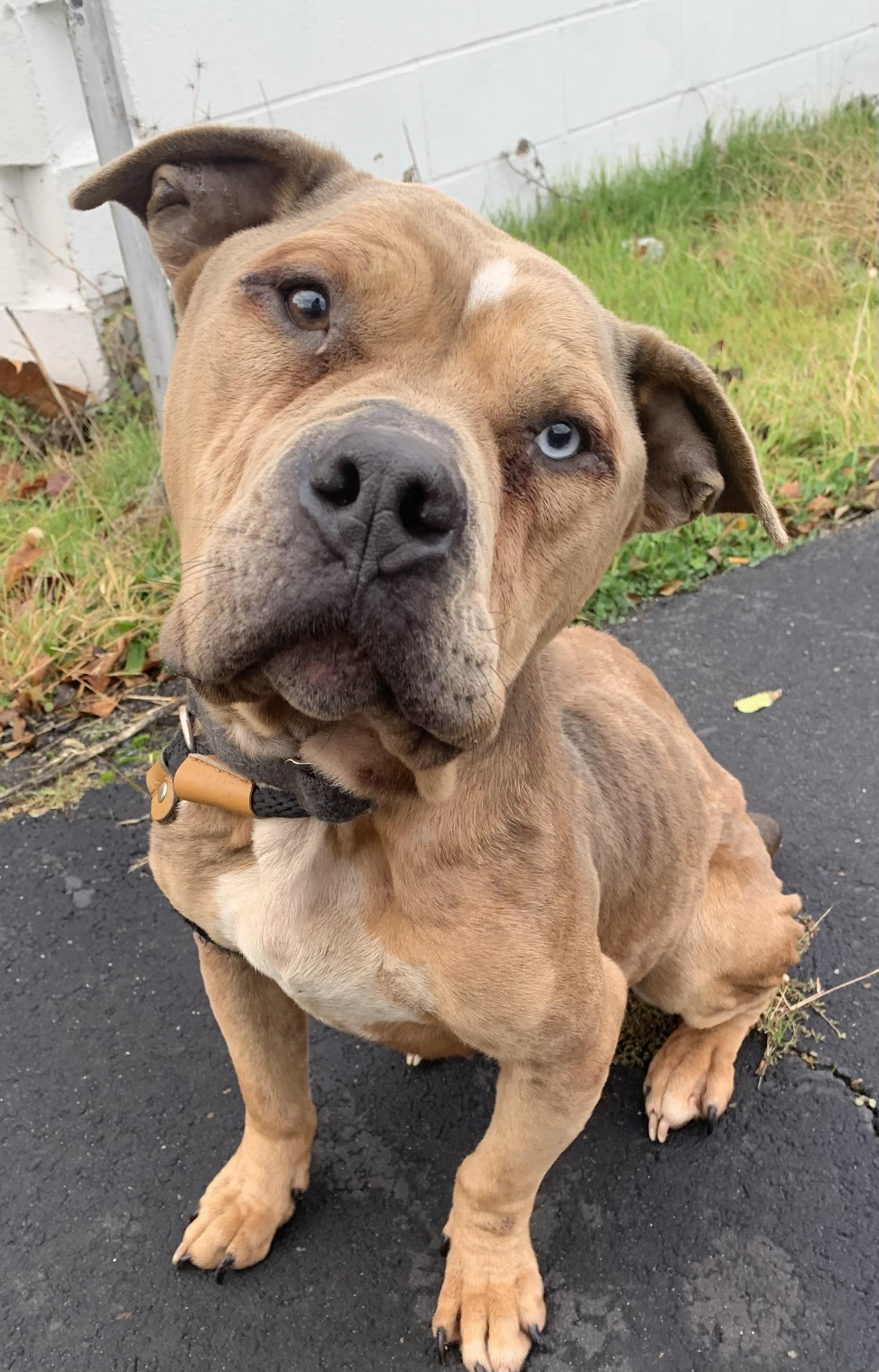 Enlarge Willow, a Adoptable mixed breed in McKeesport, PA image 4/6