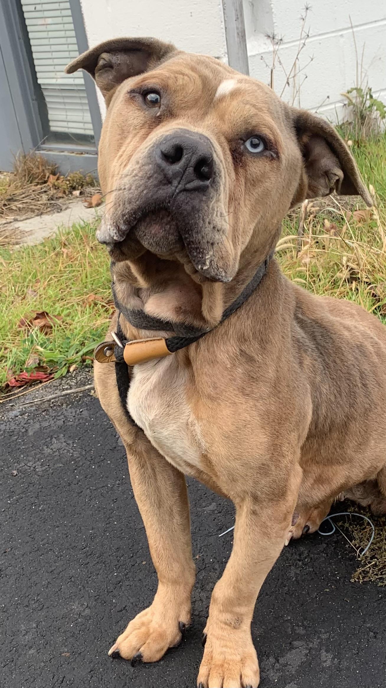 Enlarge Willow, a Adoptable mixed breed in McKeesport, PA image 5/6