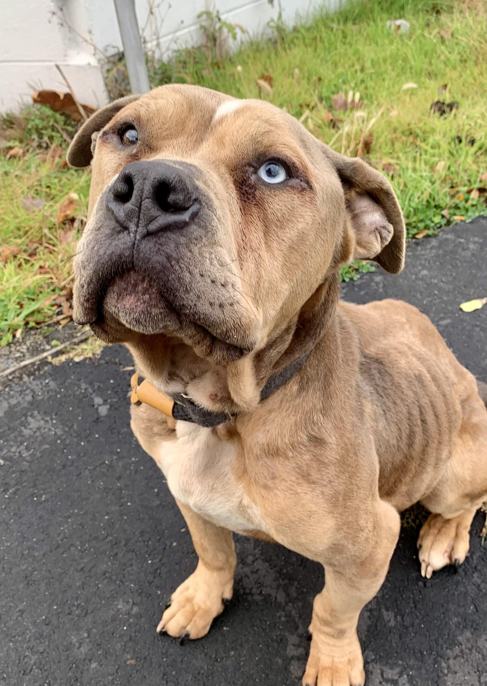 Enlarge Willow, a Adoptable mixed breed in McKeesport, PA image 6/6