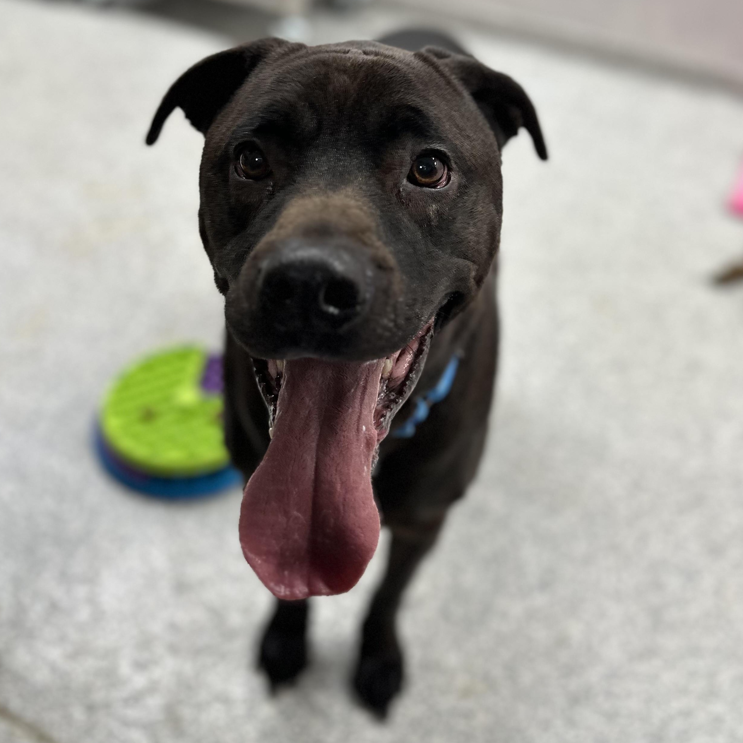 Chuck, Adult Male Black Labrador Retriever